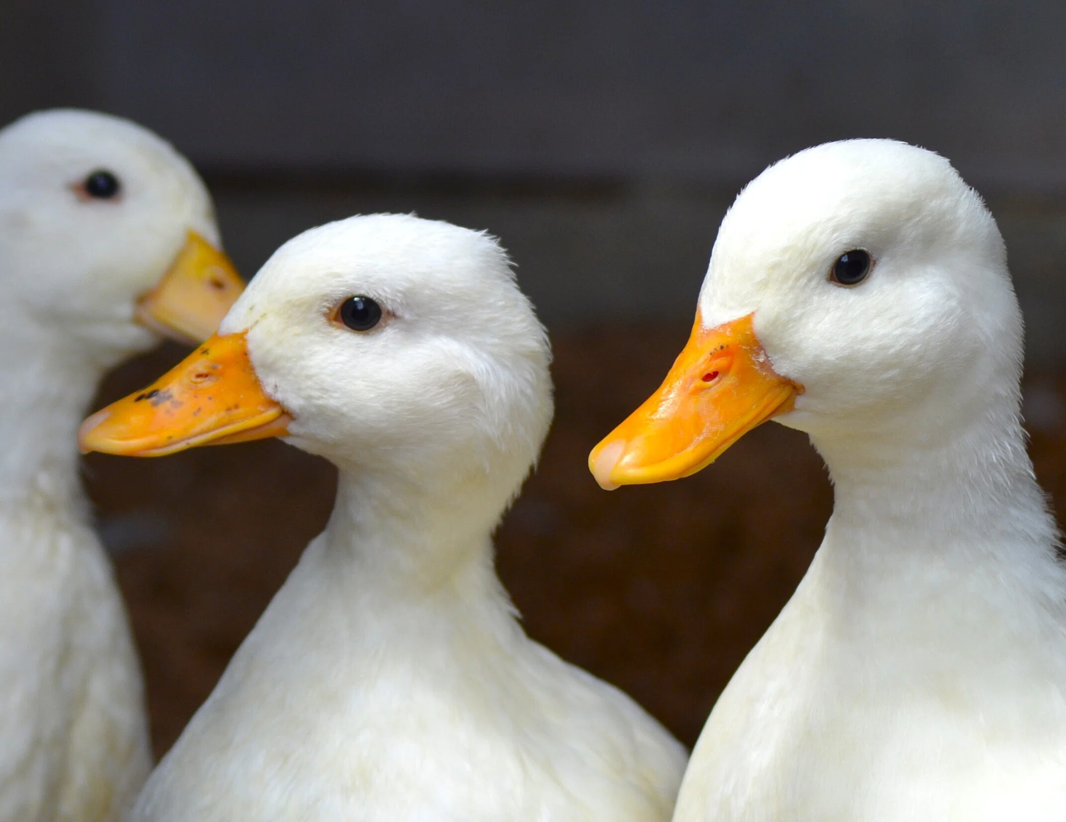 鳥類飼育者必見】なぜ異常卵が生まれるのか？7つの事例をプロが解説