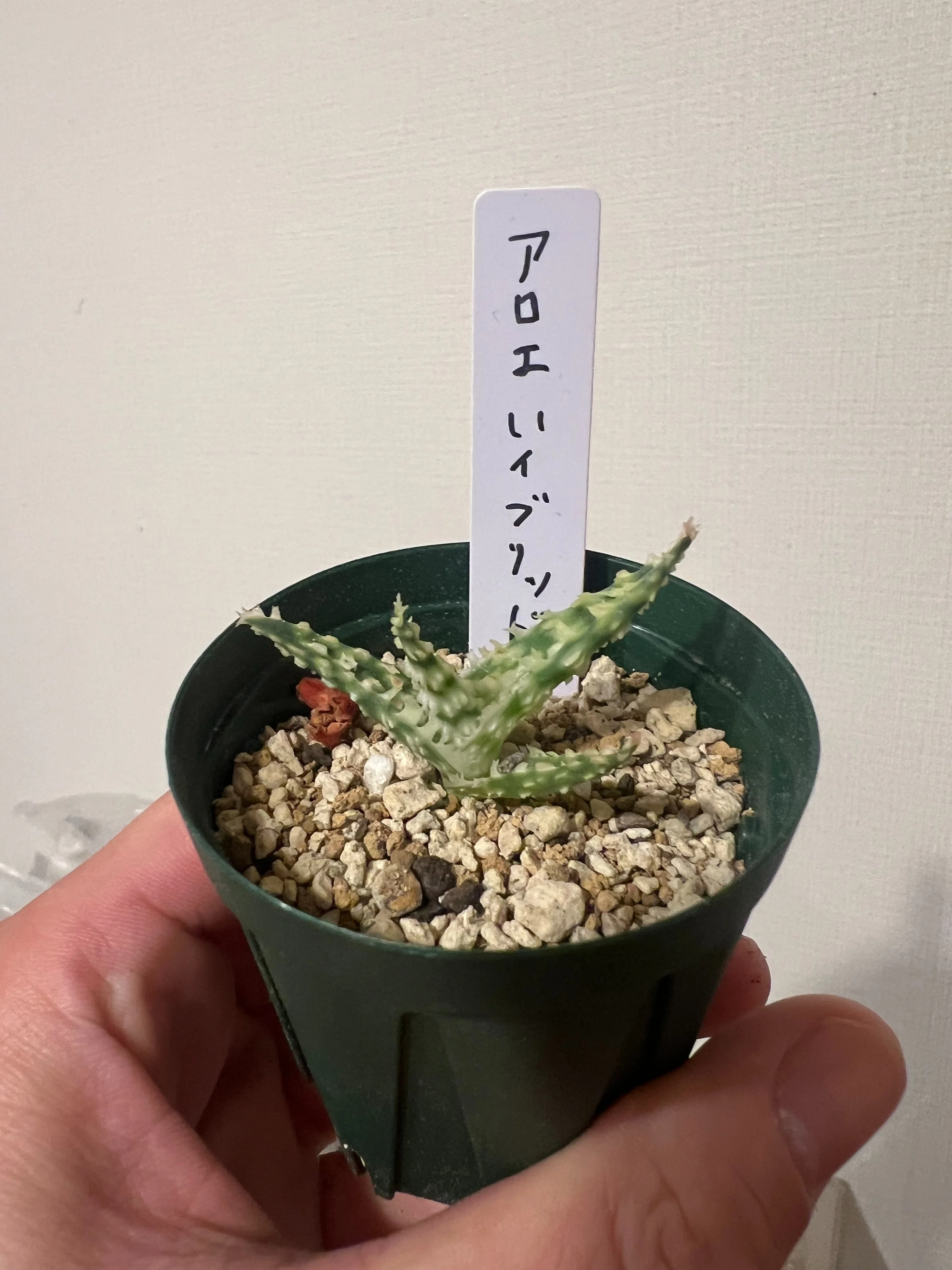 ちっこいけど将来有望！アロエハイブリッドを冬越しから育ててみる