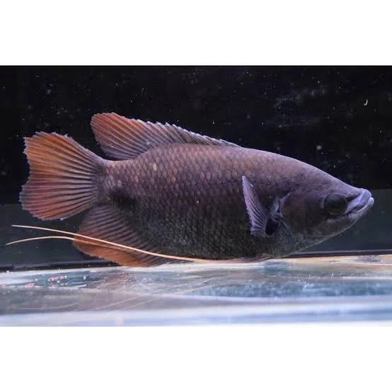 今週引き取りまで 熱帯魚 レッドフィンオスフロ 【公式通販】