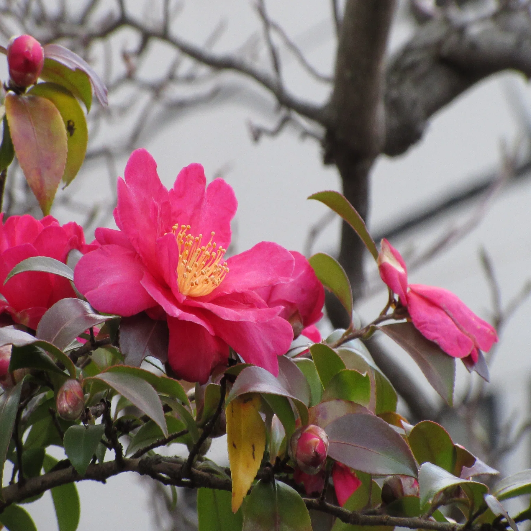 コンデジでスナップ｜Canon IXY650【作例あり】｜ReijiroSnap