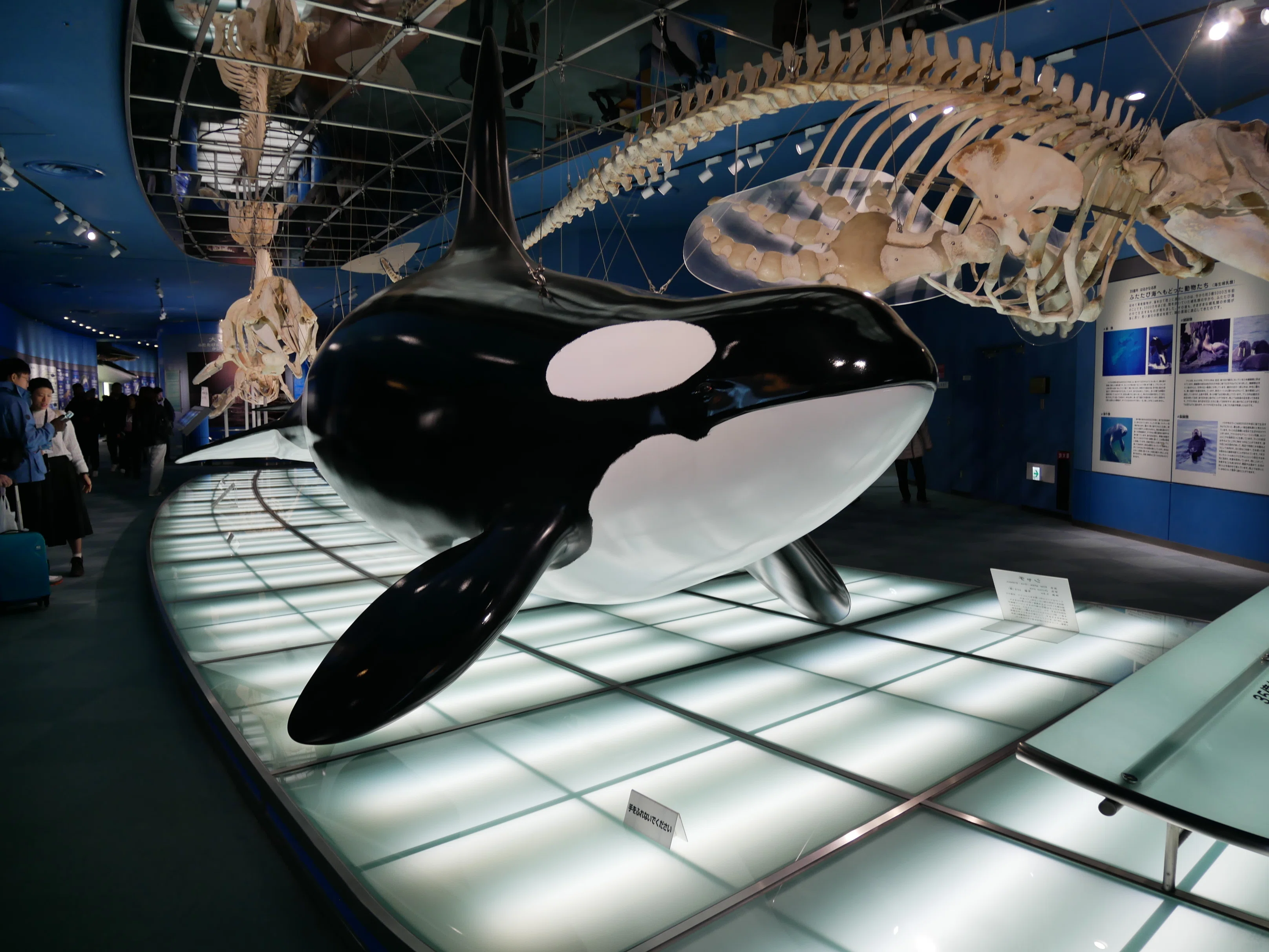 654 名古屋港水族館で、心をほどく冬のひととき｜ミヤコカエデ（Miyako