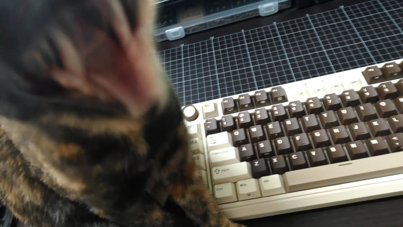 RK ROYAL KLUDGH L75｜ベルクカイザーズ