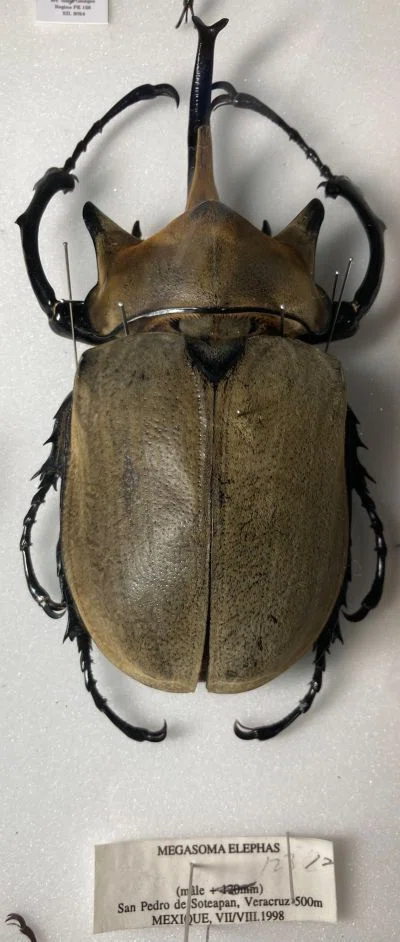 Megasoma(ゾウカブト)属について｜tama