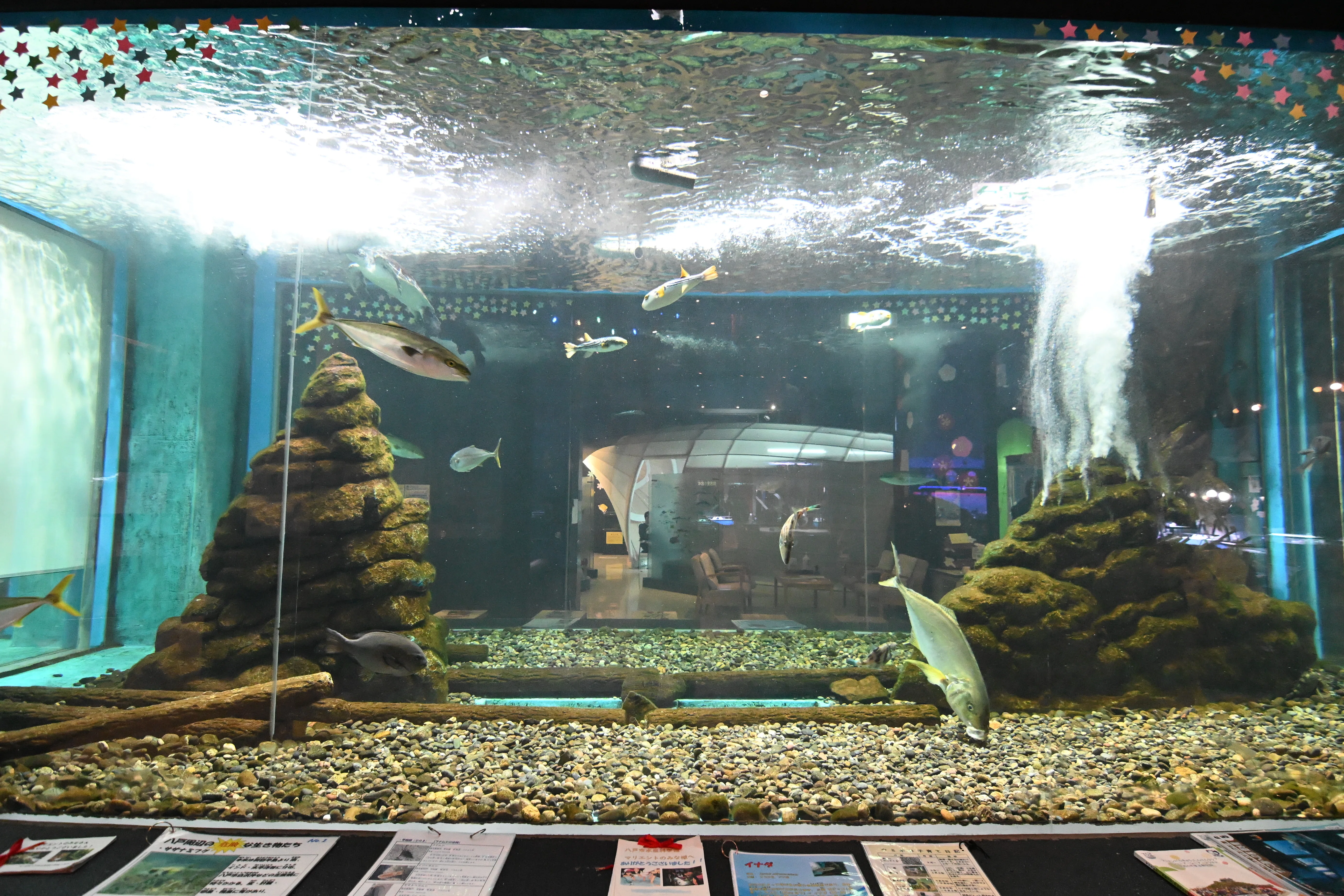 20260118_八戸市水産科学館マリエント【Nikon Z50IIと水族館】｜山ネズミ