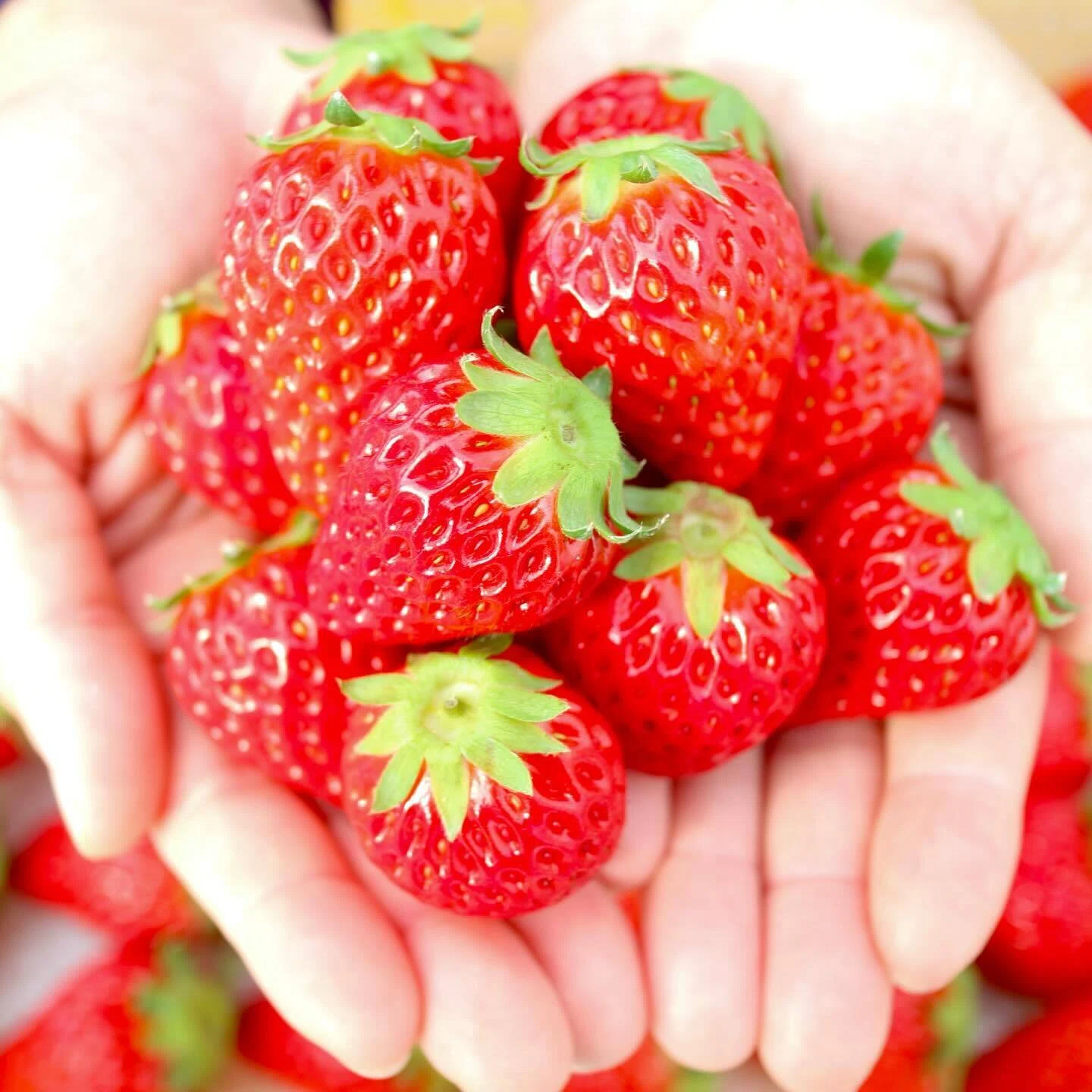 🍓 お待たせしました｜オンライン販売スタート 🍓｜やくもファーム公式