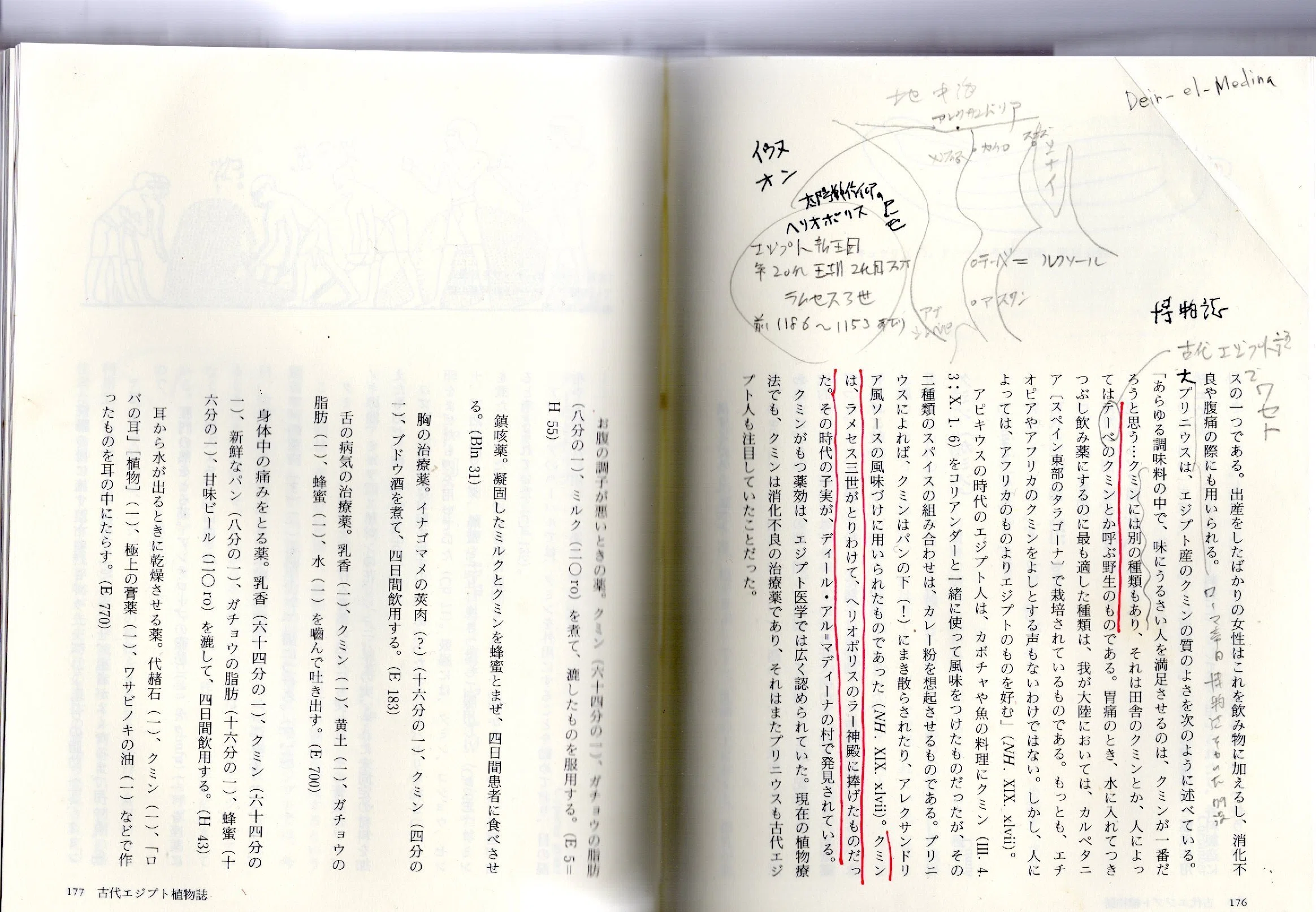 名著『ファラオの秘薬』内のクミン記述｜国産クミン協会