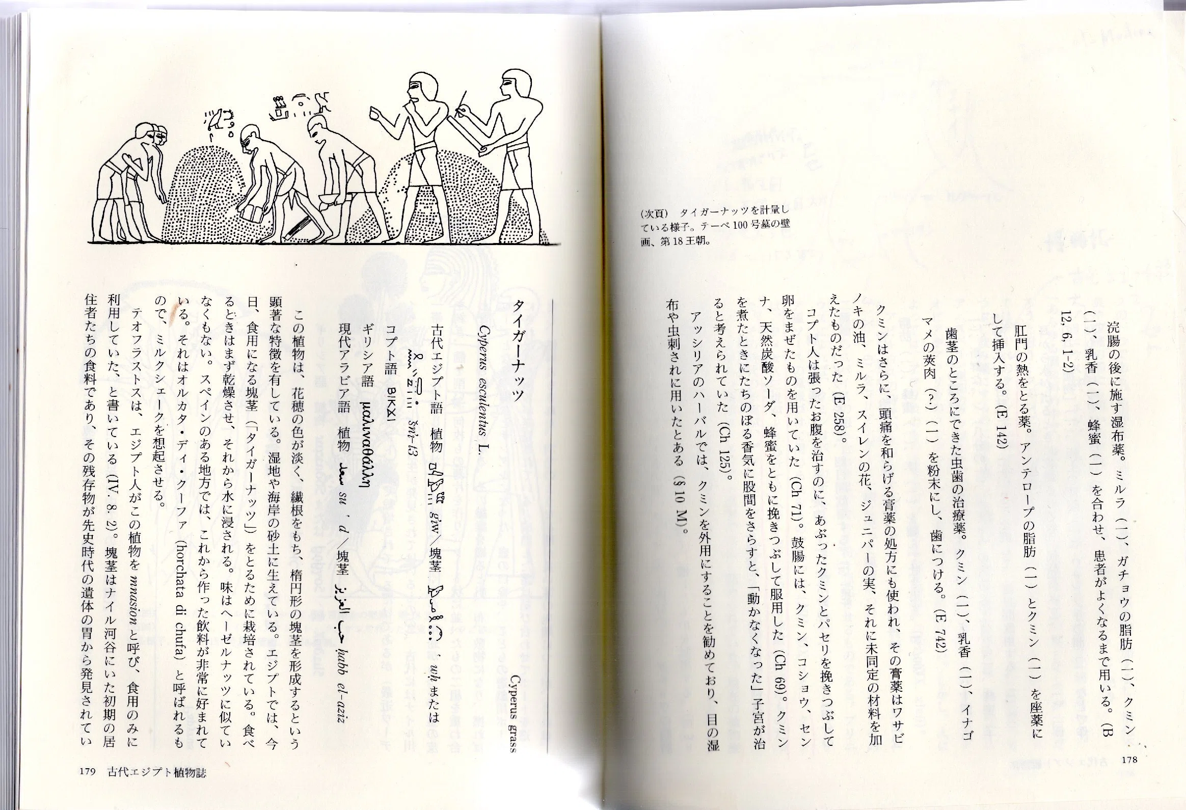名著『ファラオの秘薬』内のクミン記述｜国産クミン協会