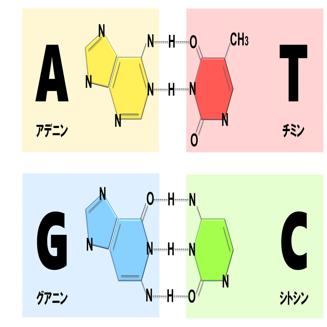 DNAを素材にしたナノ材料科学～分子デザインの楽しさ～｜葛飾区生涯
