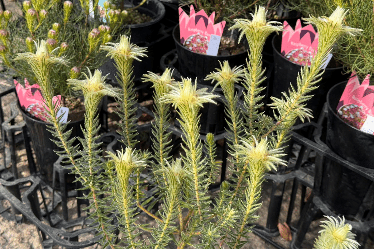 フィリカ・プベッセンス ”ハイドラ”と”ワフトフェザー”の違いとは？｜G⁺