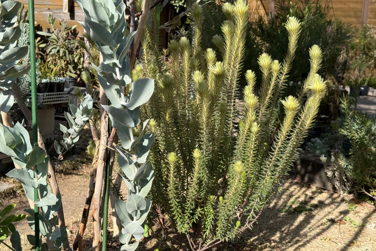 小豆島で育んだ　オリーブ　ミッション 鉢植え 　210cm ☆小豆島で育んだ オリーブ ミッション 鉢植え 1.5m | 1STSSS.COM