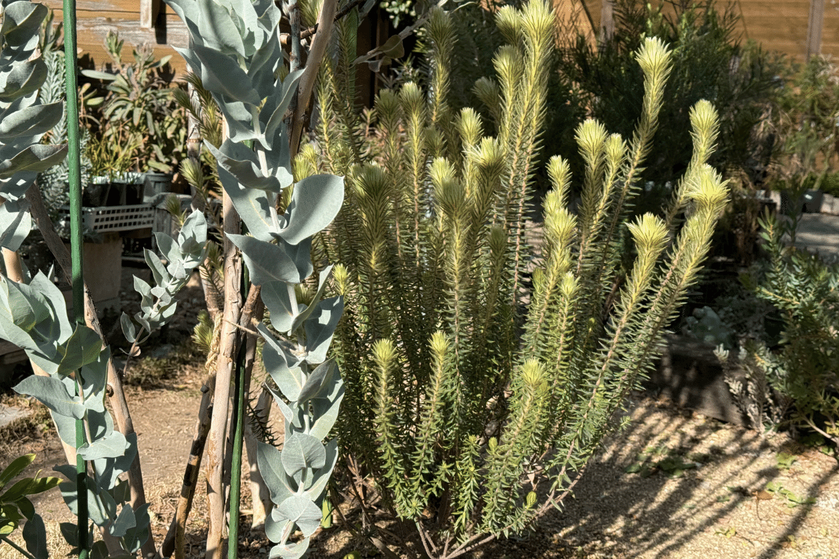 フィリカ・プベッセンス ”ハイドラ”と”ワフトフェザー”の違いとは？｜G⁺