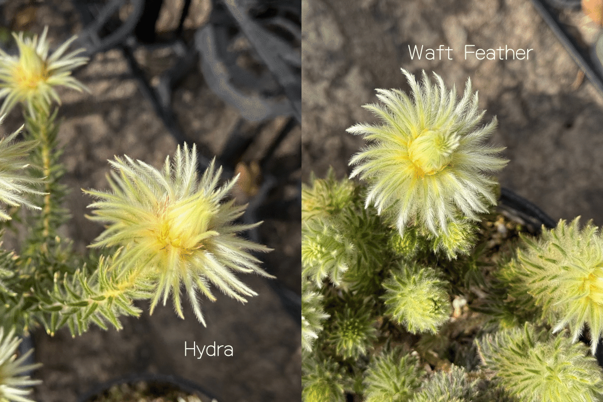 フィリカ・プベッセンス ”ハイドラ”と”ワフトフェザー”の違いとは？｜G⁺