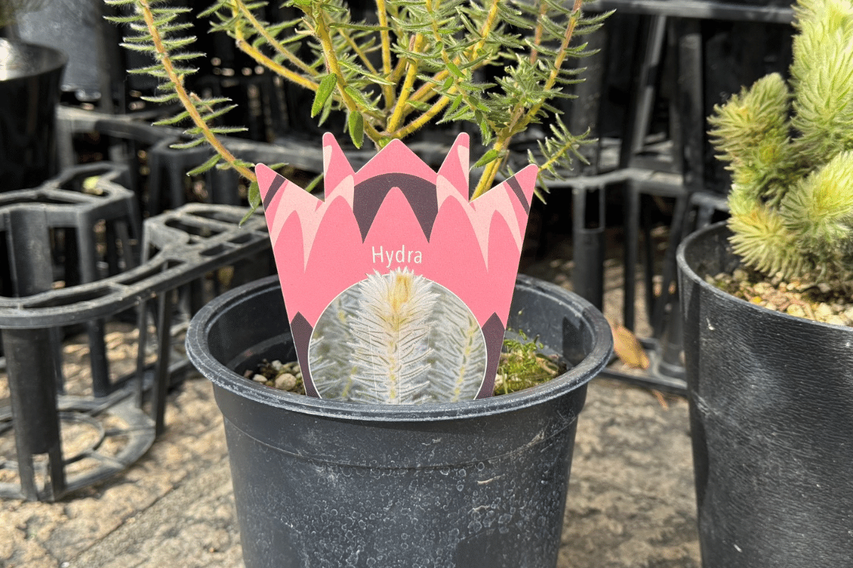 フィリカ・プベッセンス ”ハイドラ”と”ワフトフェザー”の違いとは？｜G⁺