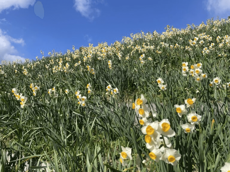 長崎市野母崎「のもざき水仙まつり」2026｜テル@40代後半でマラソン