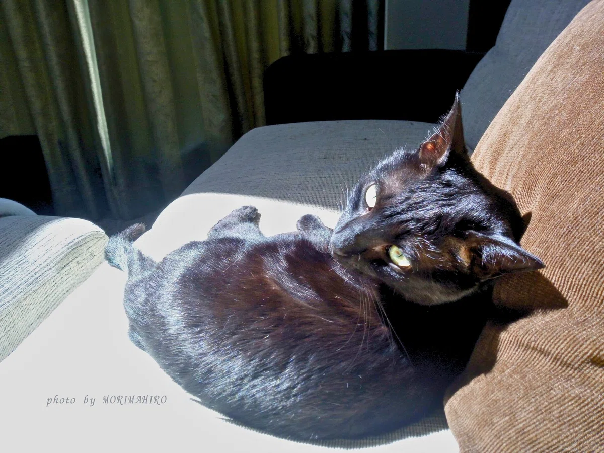 日向ぼっこをする黒猫