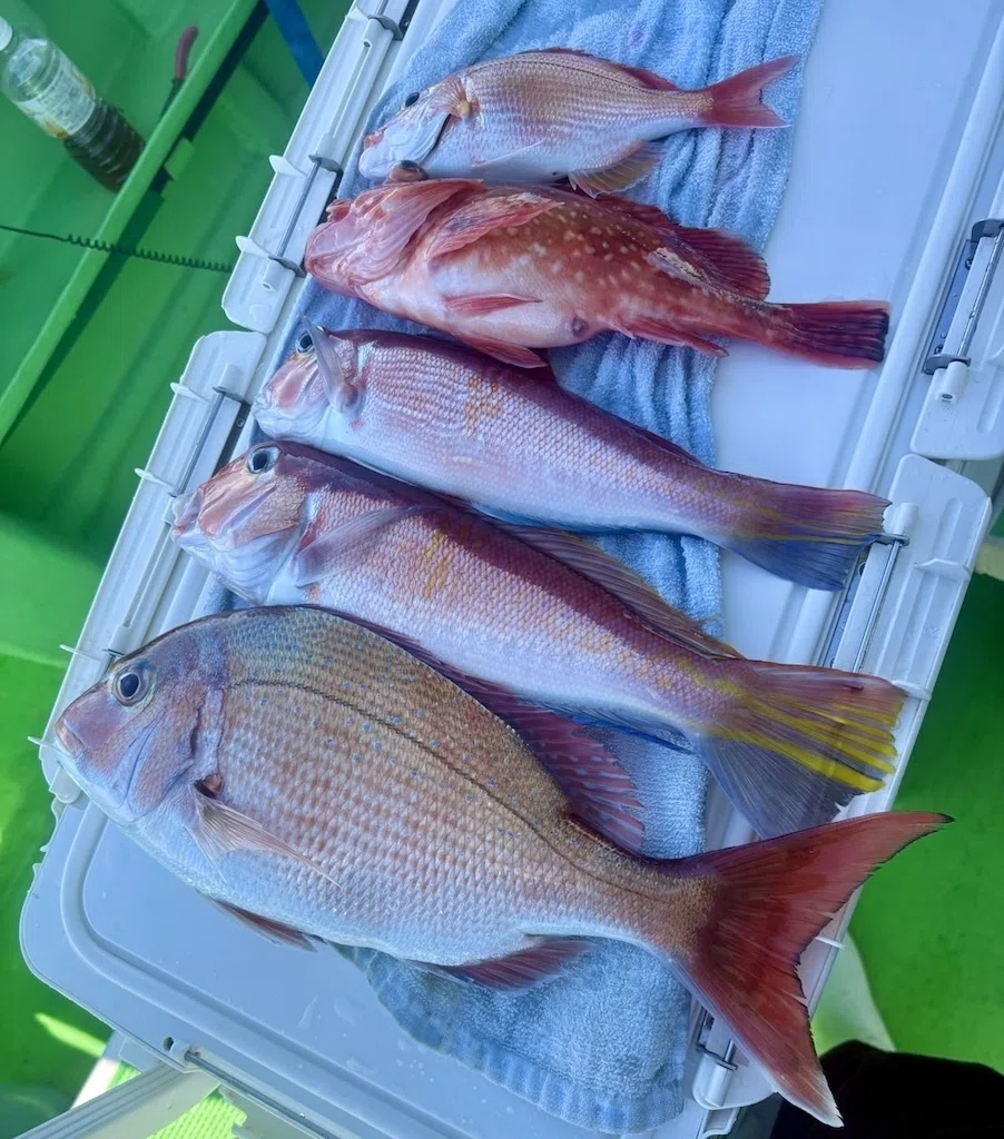 真鯛＆甘鯛】の『ダブル本命』をゲット！真鯛最大1.5kg！甘鯛最大800g
