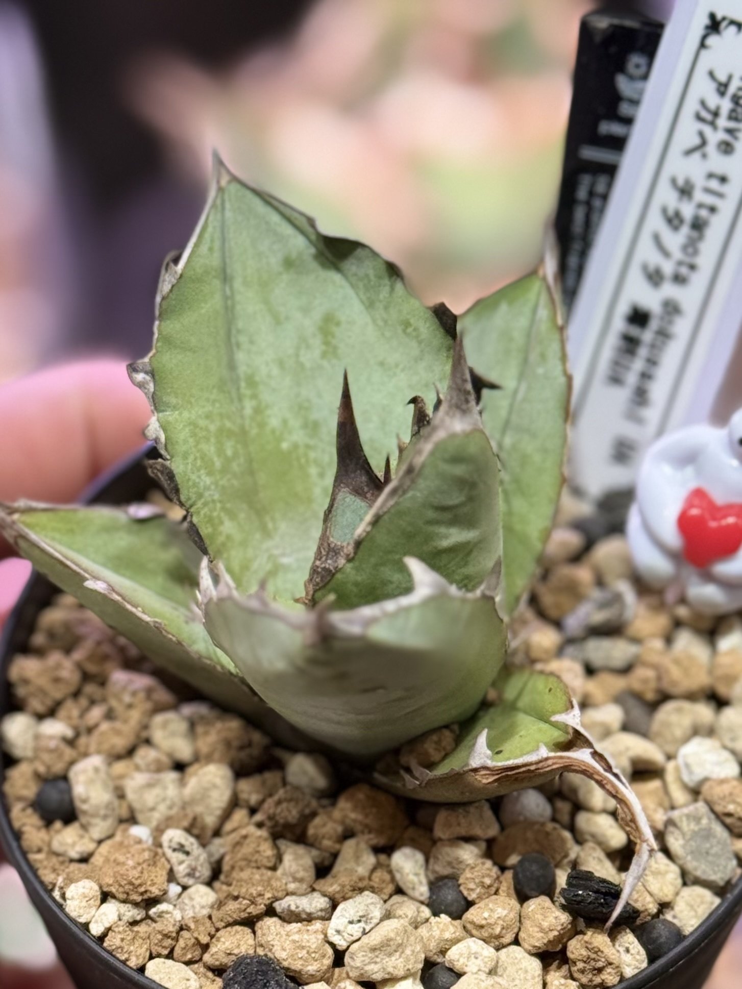 さっつん。ページ Tarzan No. 891 試し読みと目次 | Tarzan | マガジンワールド