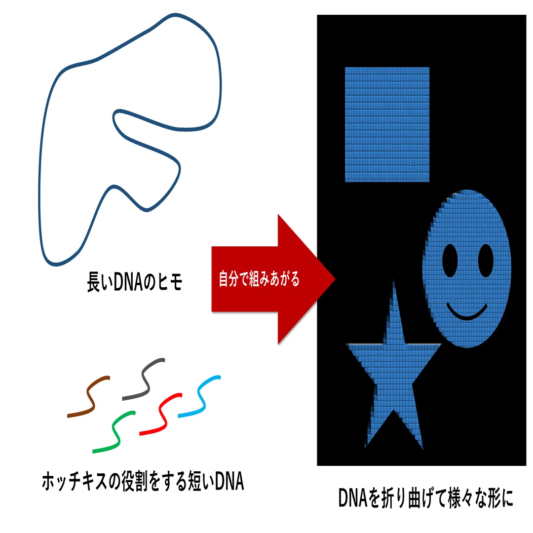 DNAを素材にしたナノ材料科学～分子デザインの楽しさ～｜葛飾区生涯