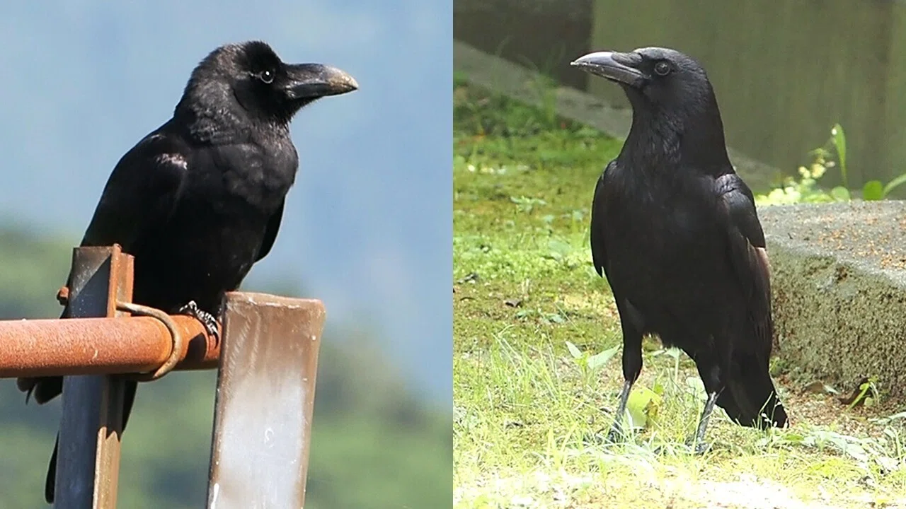 解説！鳥の鳴き声図鑑#031 ～日本のカラス類｜OM SYSTEM