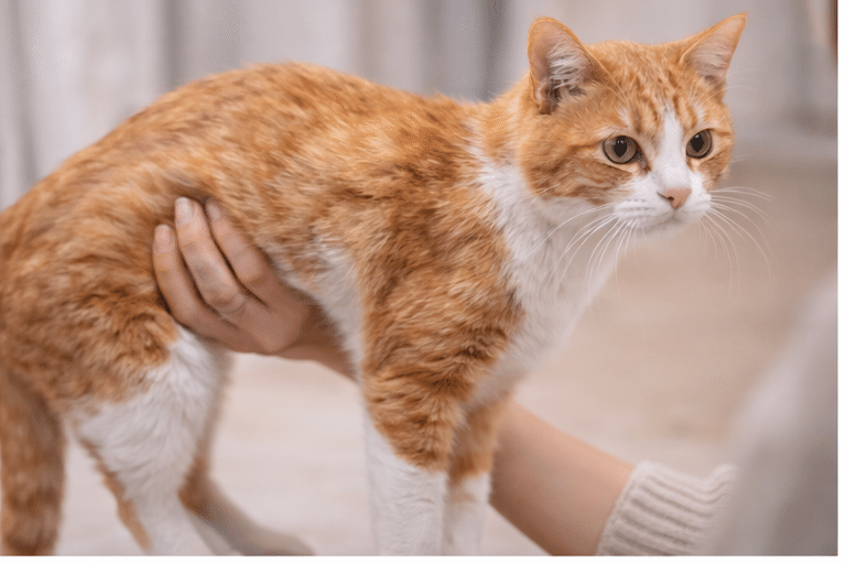 猫が急に痩せた理由｜年のせい？それとも注意サイン？｜🐱にゃんにゃん