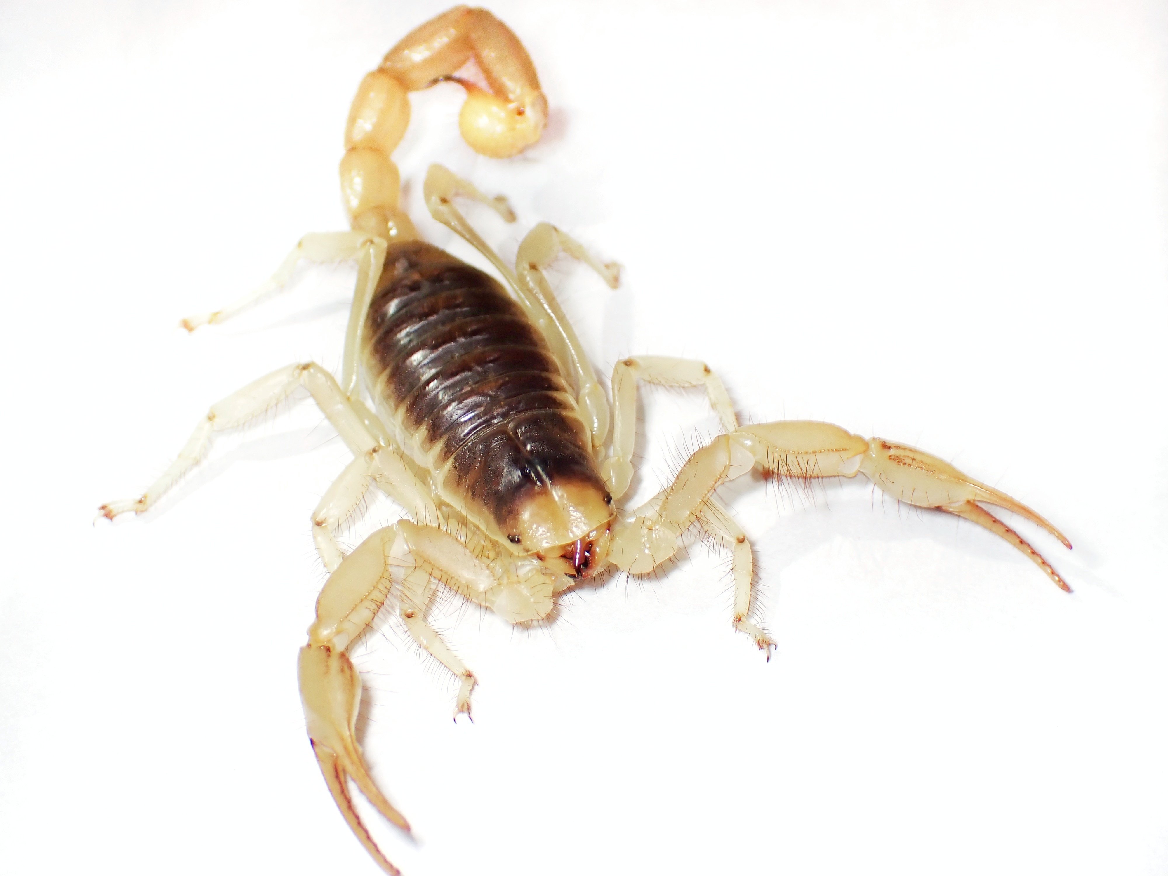 デザートヘアリースコーピオン︎︎ ♀ デザートヘアリースコーピオン】飼い始めました🦂🦂🦂〈奇蟲〉｜アリ