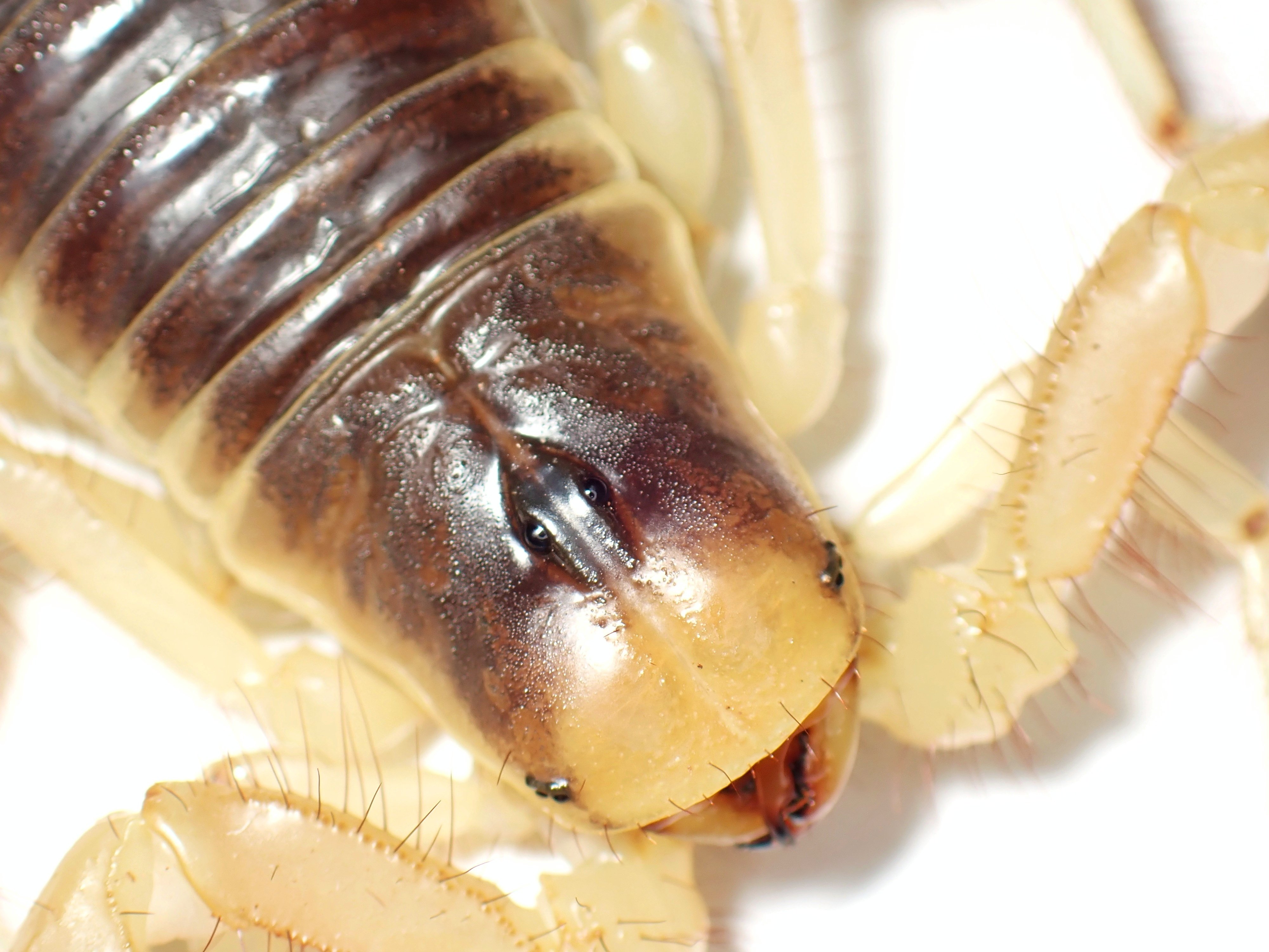 デザートヘアリースコーピオン】飼い始めました🦂🦂🦂〈奇蟲〉｜アリ