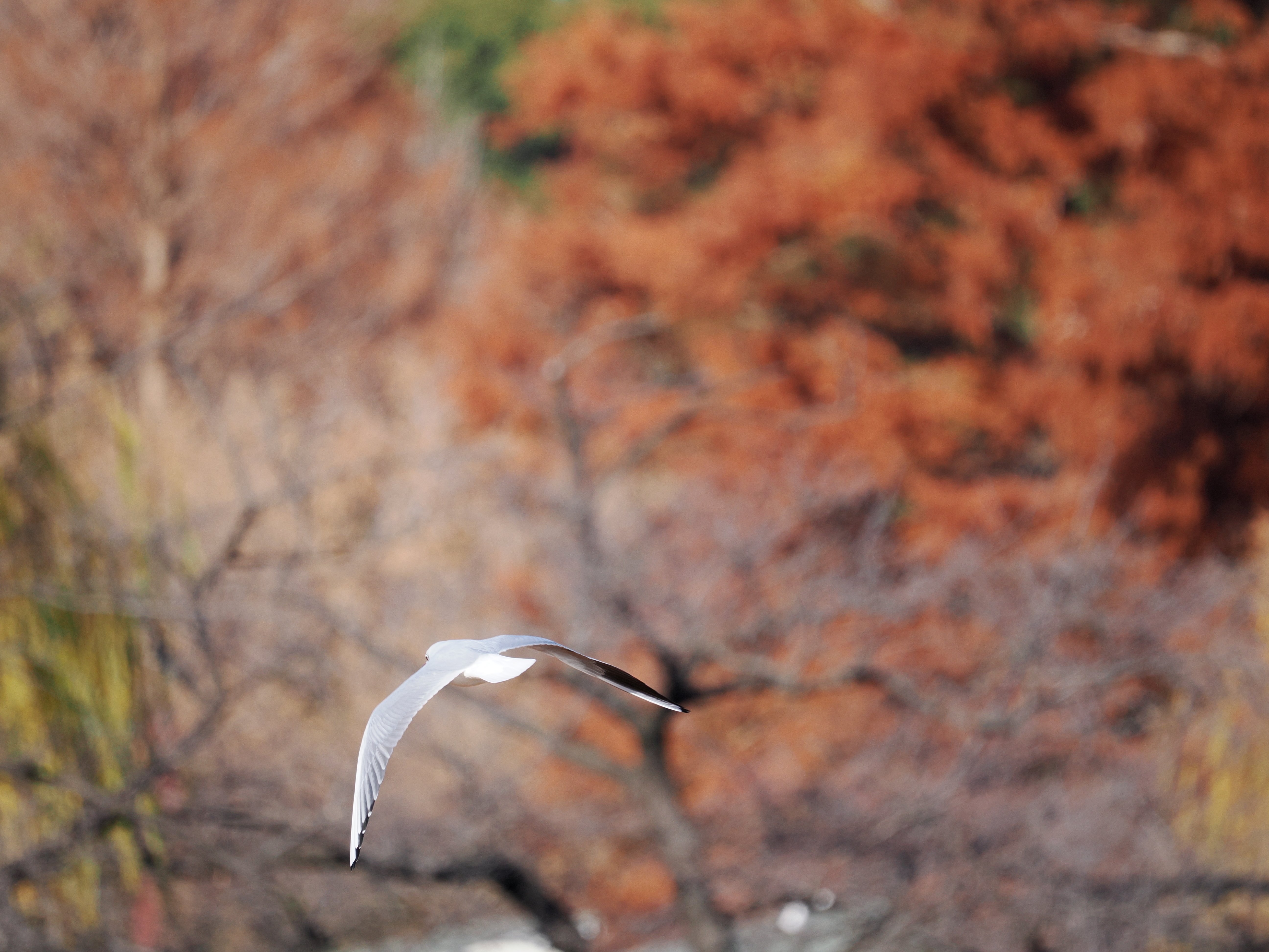 で、昨年出たマイクロフォーサーズの超望遠を使ってみてどう？ってお話