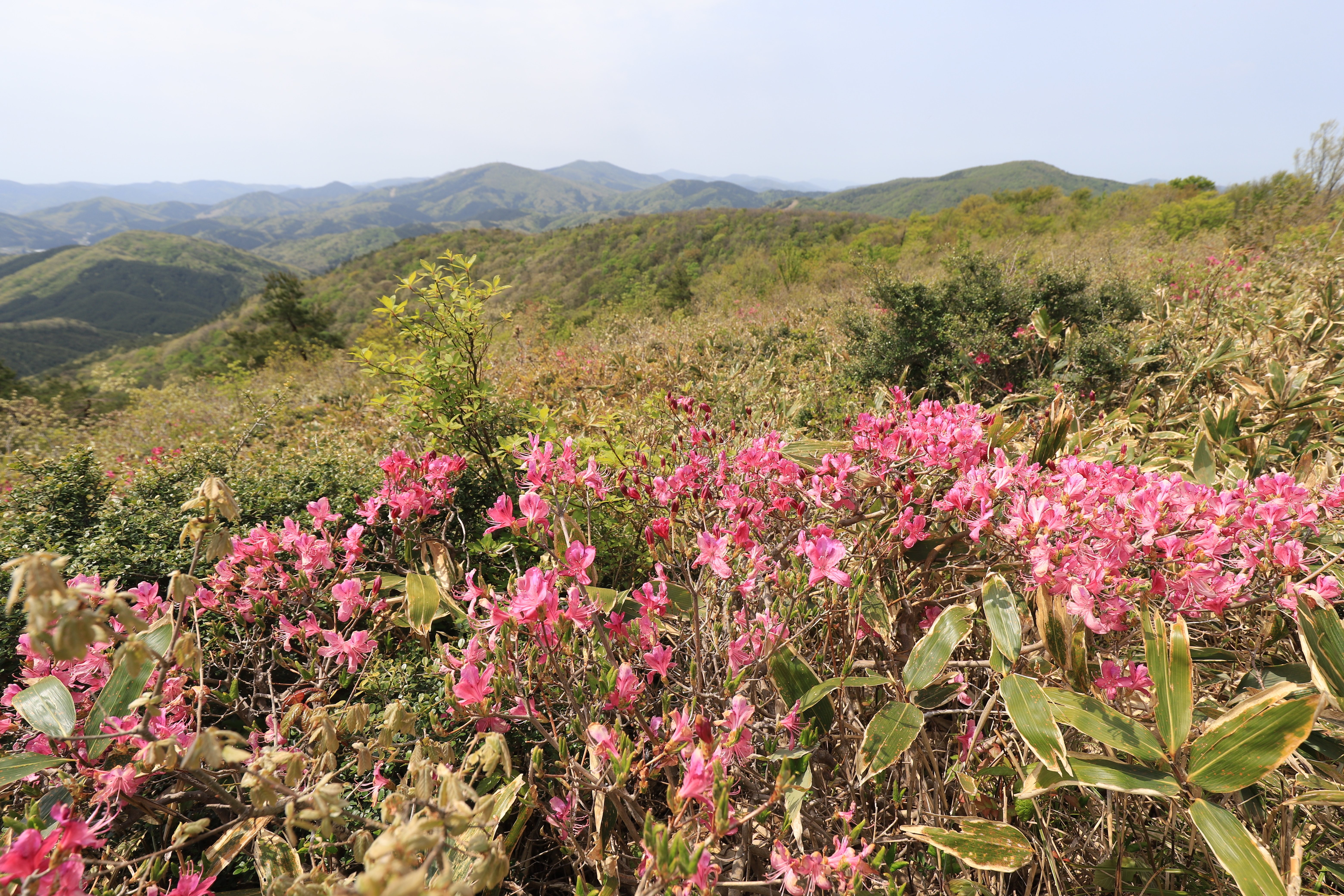 229．凛とした大潰山のダイセンミツバツツジ｜sasayan