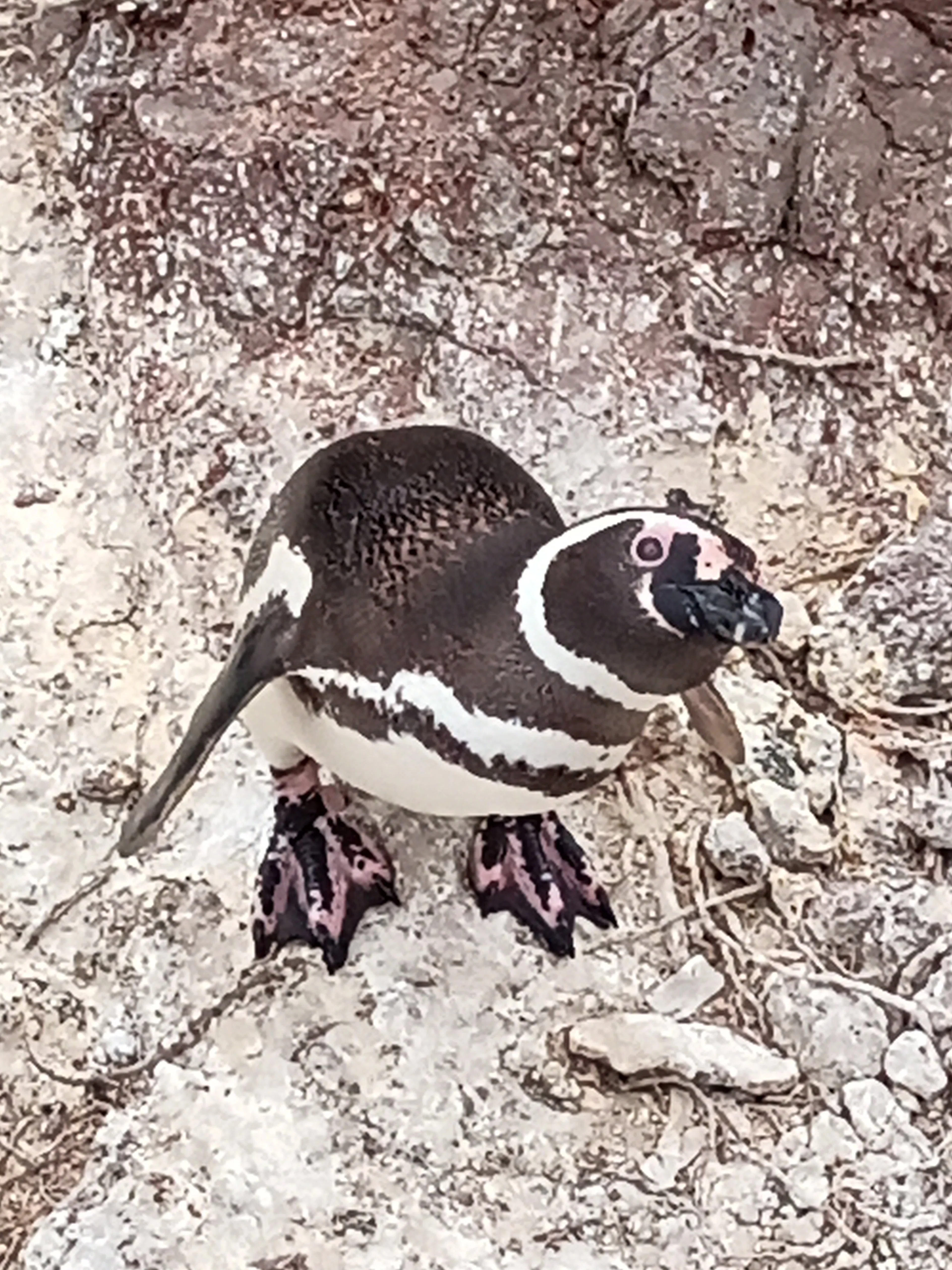 マゼランペンギン写真特集〉23日目②・1月23日｜寄港地⑥プエルト