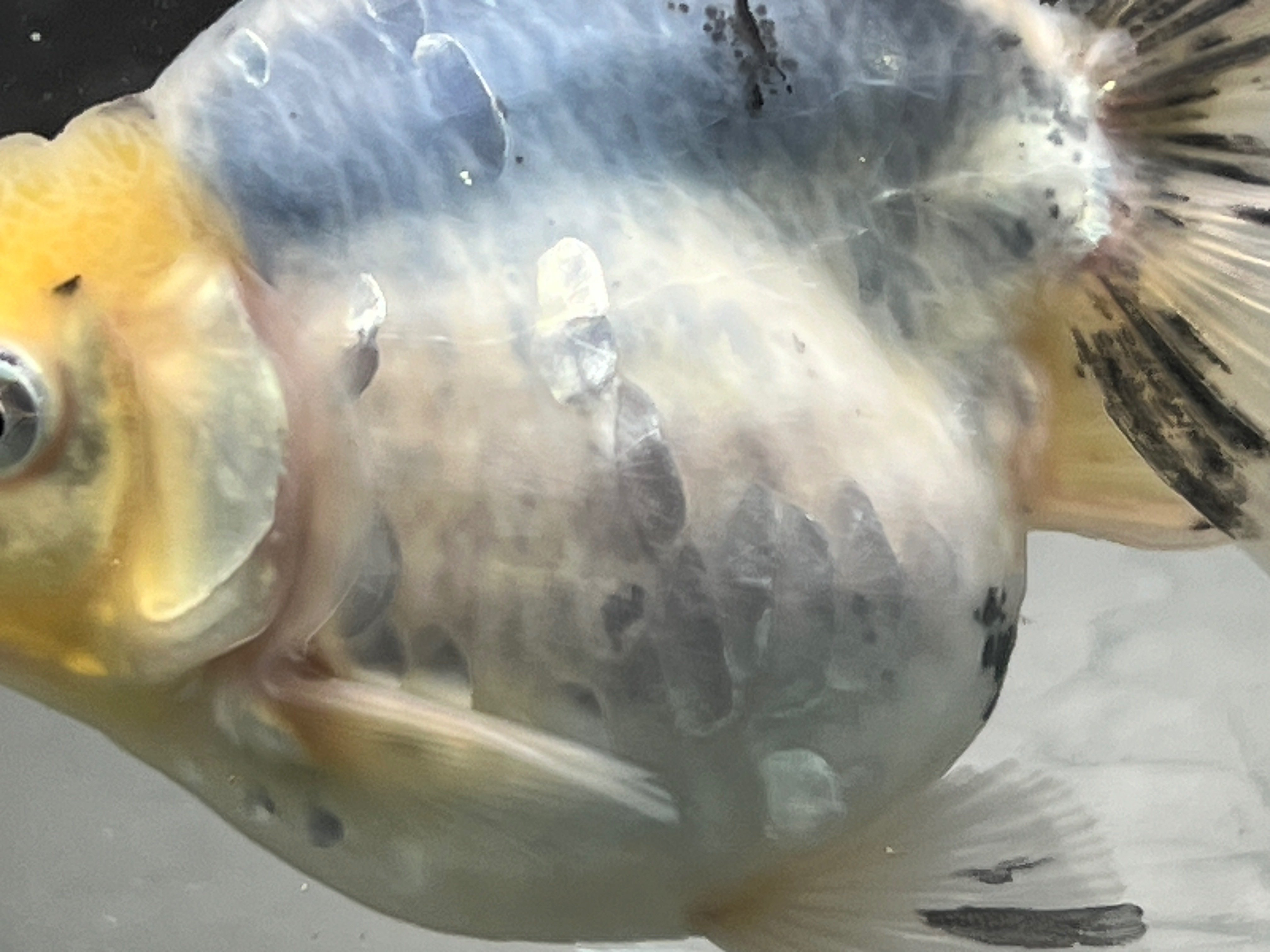 SAMURAI FARM 金魚解説図鑑 vol.2 【体色】｜SAMURAI FARM