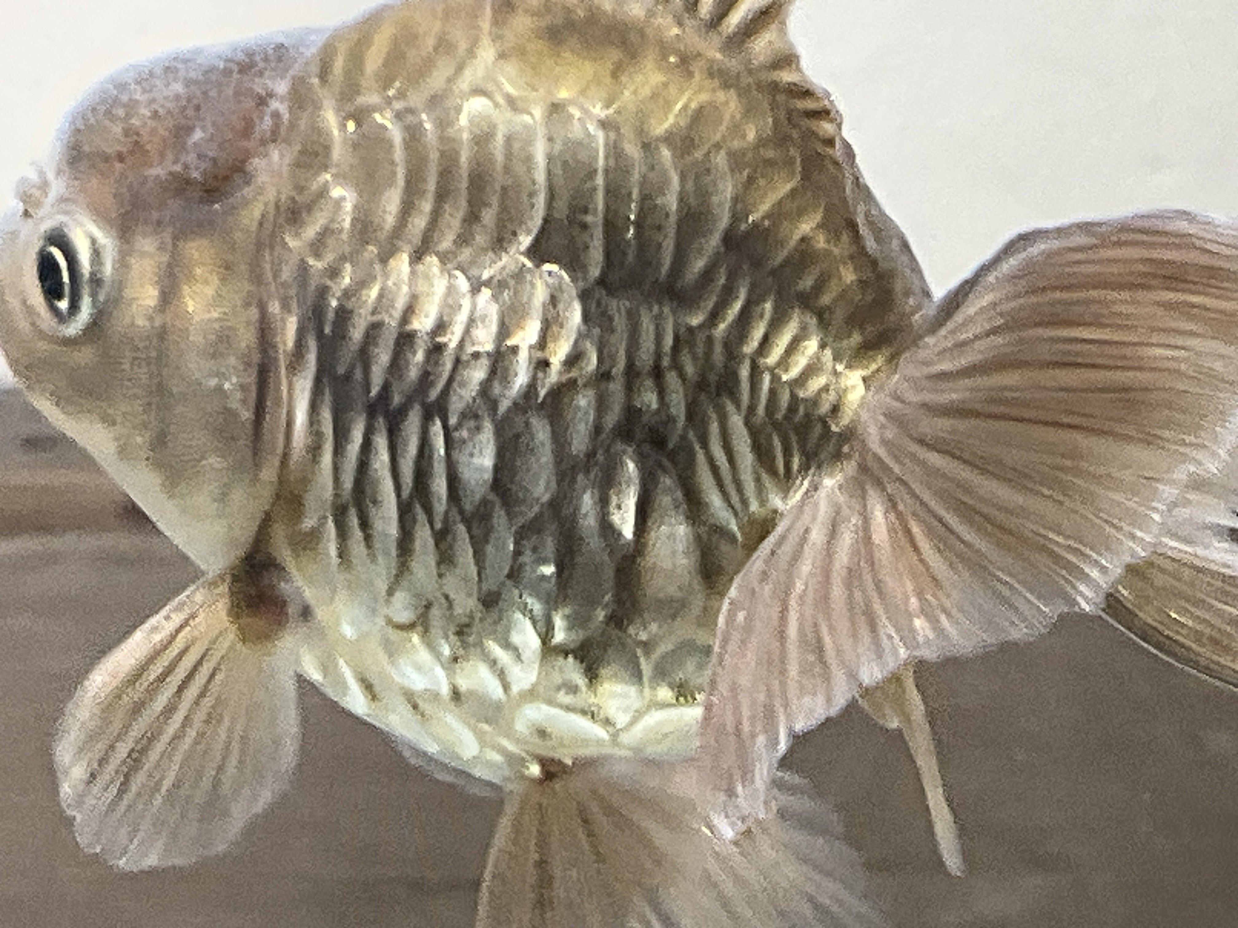 SAMURAI FARM 金魚解説図鑑 vol.2 【体色】｜SAMURAI FARM