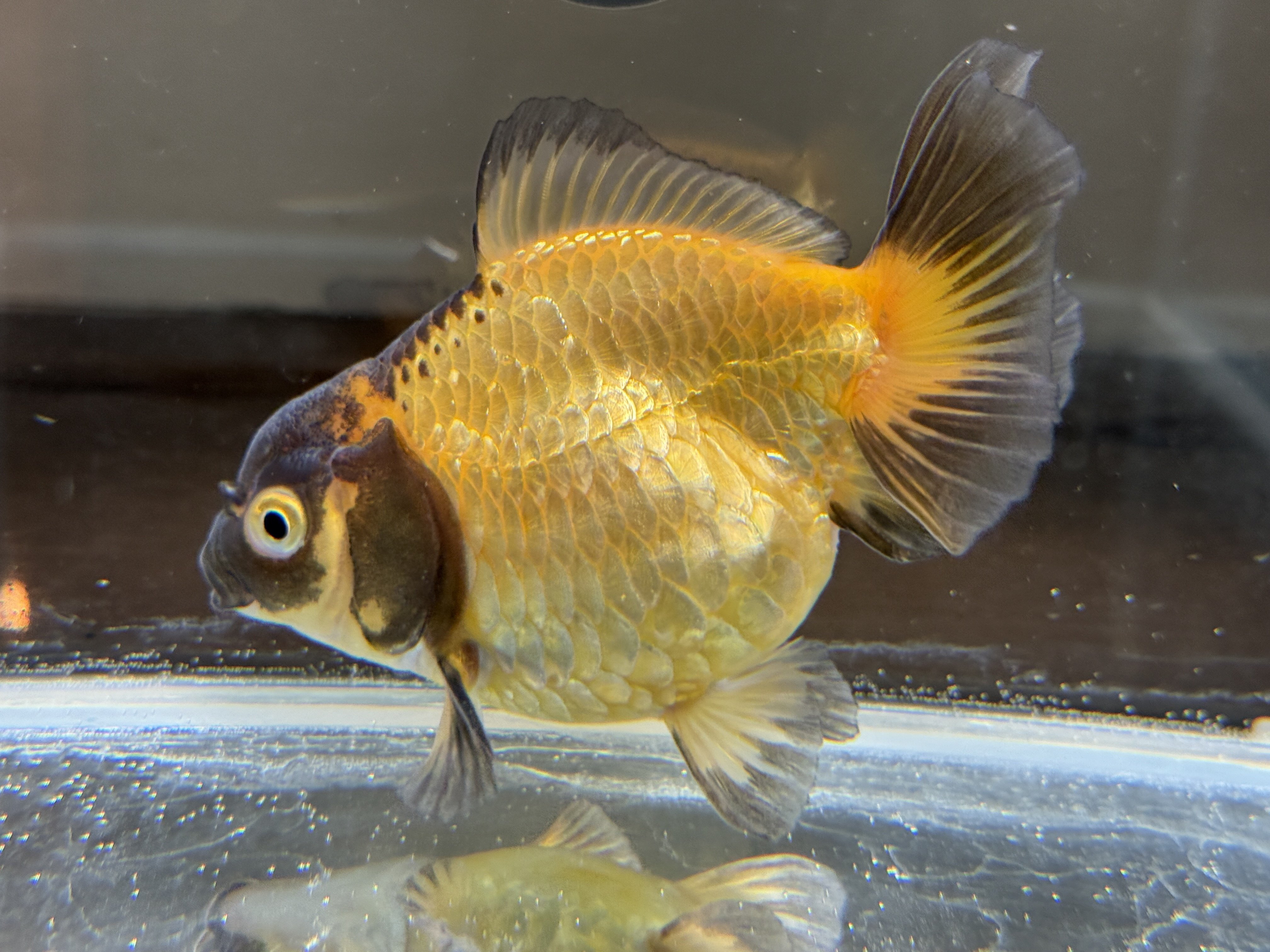 SAMURAI FARM 金魚解説図鑑 vol.2 【体色】｜SAMURAI FARM