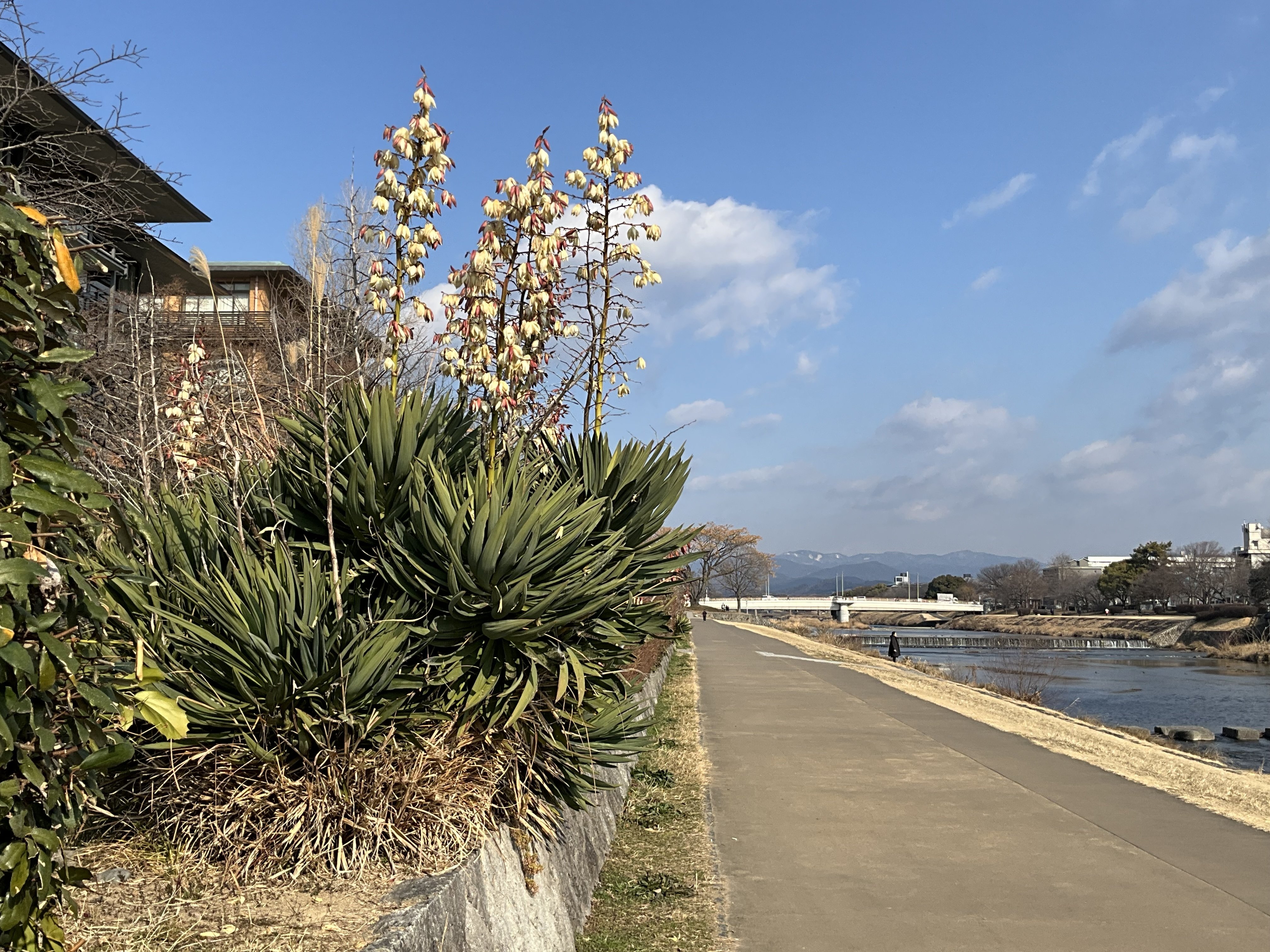 アツバキミガヨランの冬：2026年2月6日（金）｜藤井秀昭（『京都居候