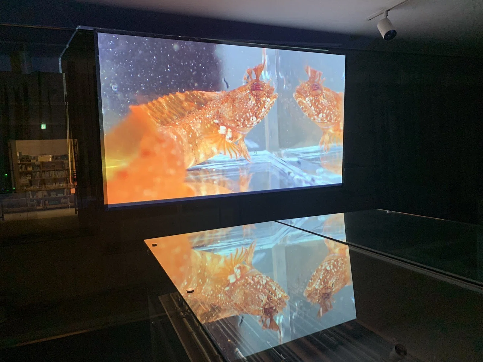 値下げ！ハートアートコレクション　アートスクリーン「サカナ」 第8回サカナの写真を見せびらかす会🐟 開催！【2/21(土) 17:30