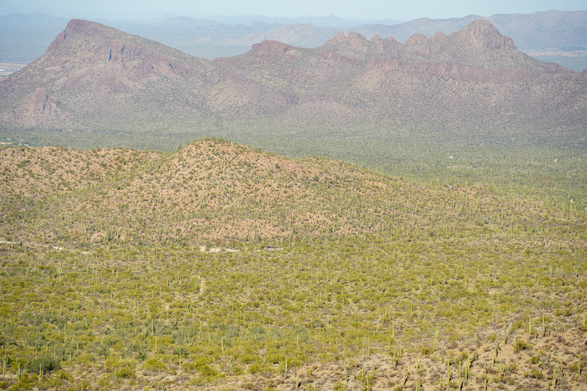 アメリカ旅行記🇺🇸】サワロ編 数百万本のサボテンで埋め尽くされた