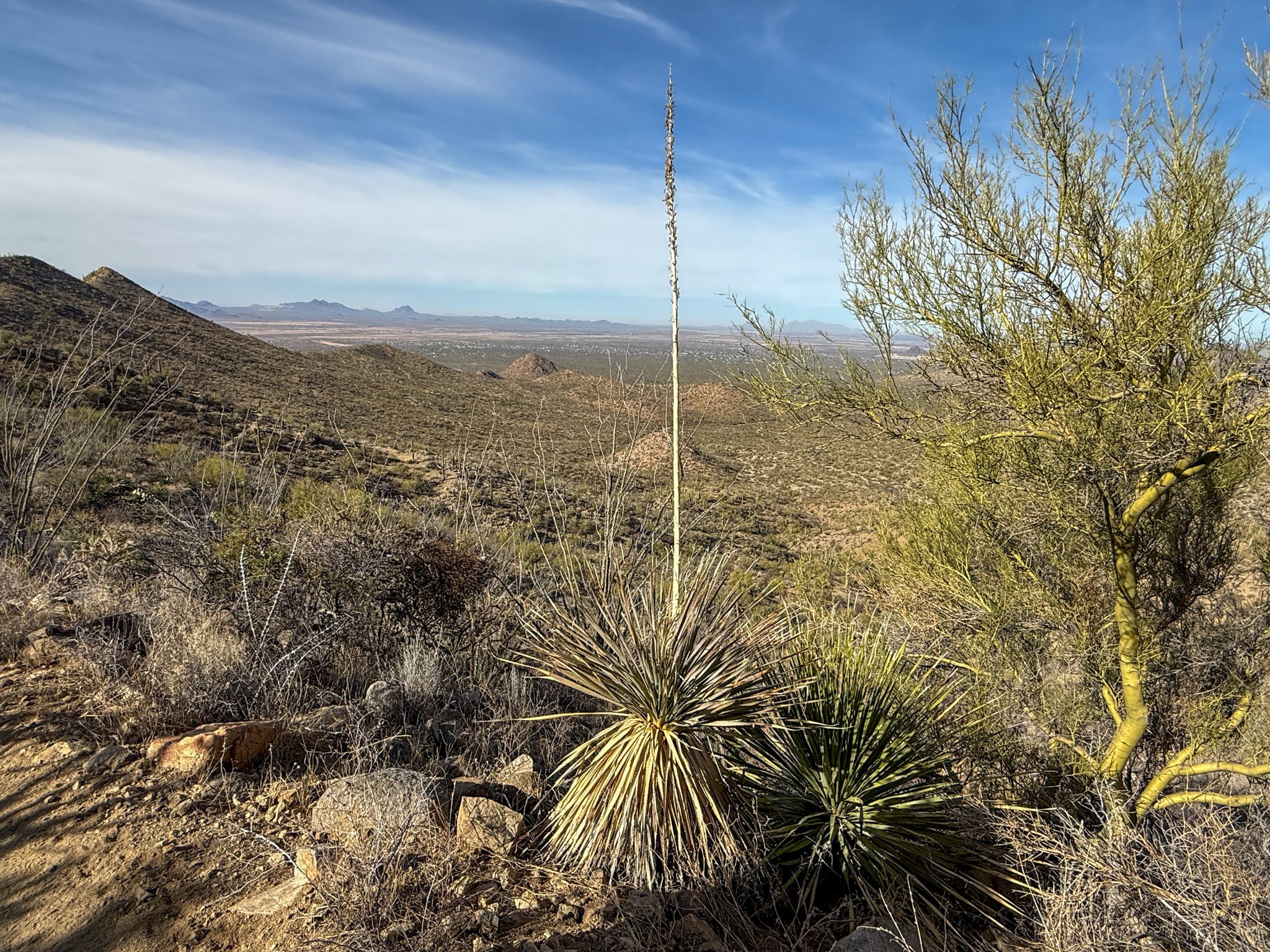 アメリカ旅行記🇺🇸】サワロ編 数百万本のサボテンで埋め尽くされた