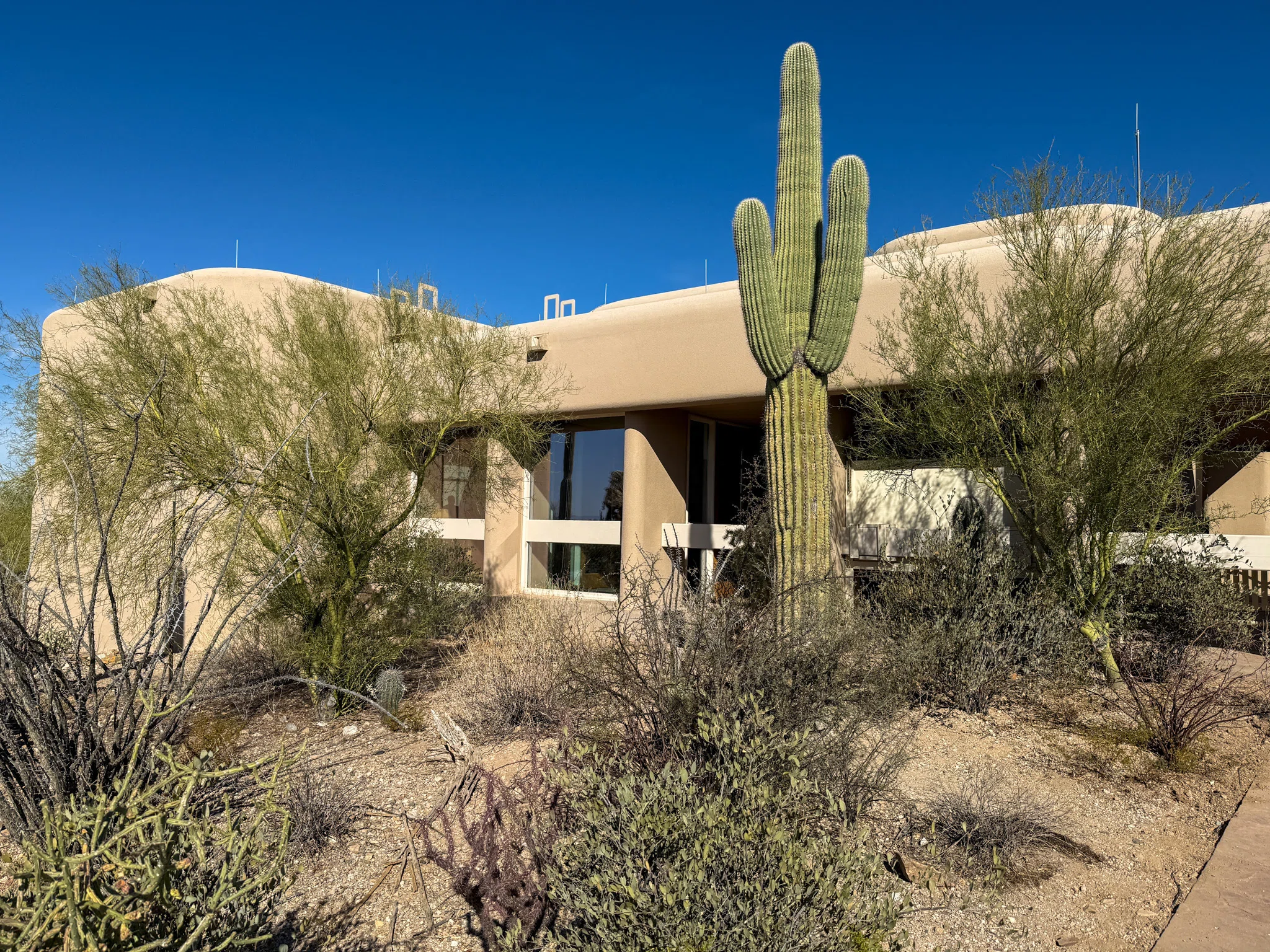 アメリカ旅行記🇺🇸】サワロ編 数百万本のサボテンで埋め尽くされた
