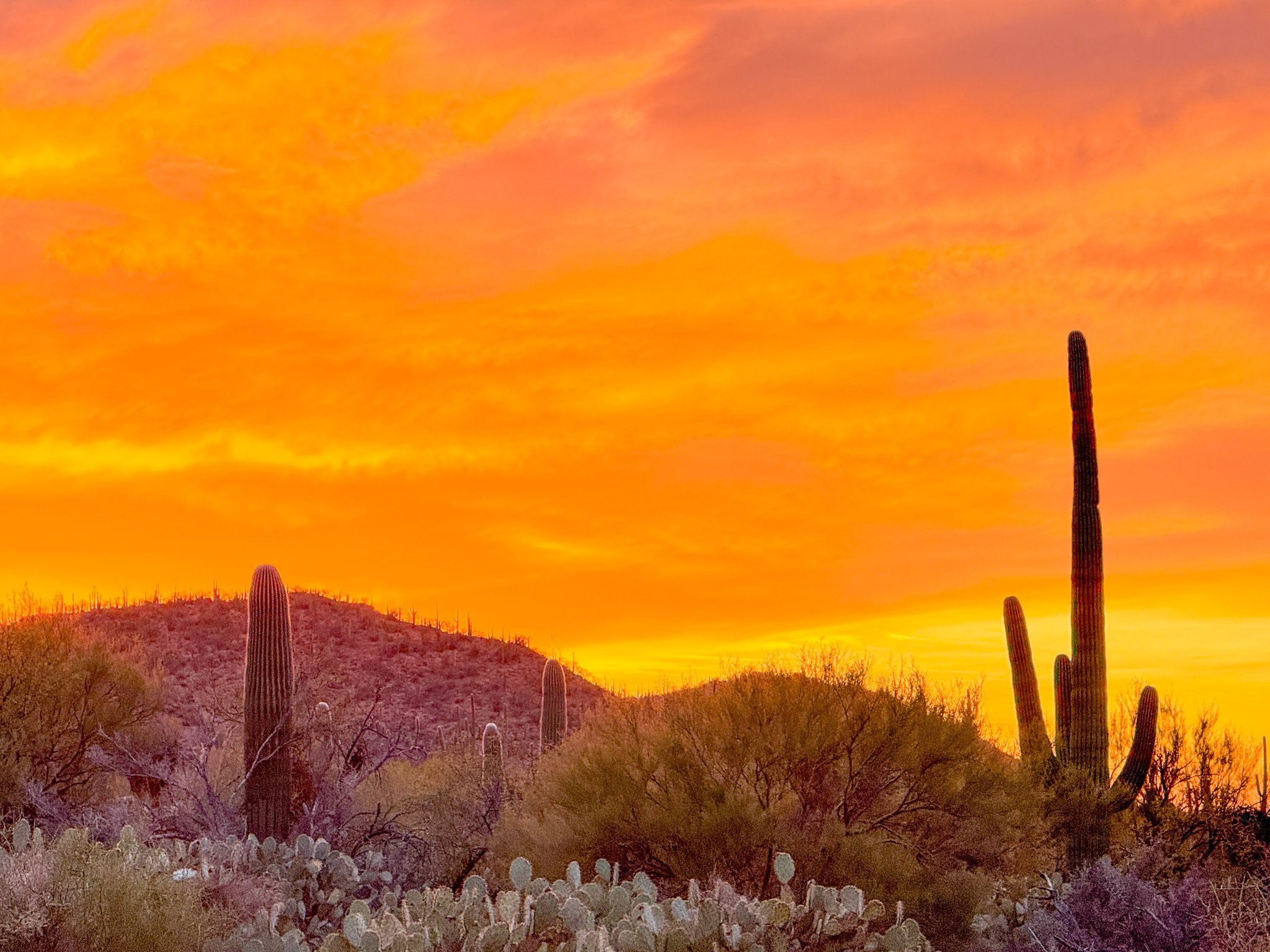 アメリカ旅行記🇺🇸】サワロ編 数百万本のサボテンで埋め尽くされた