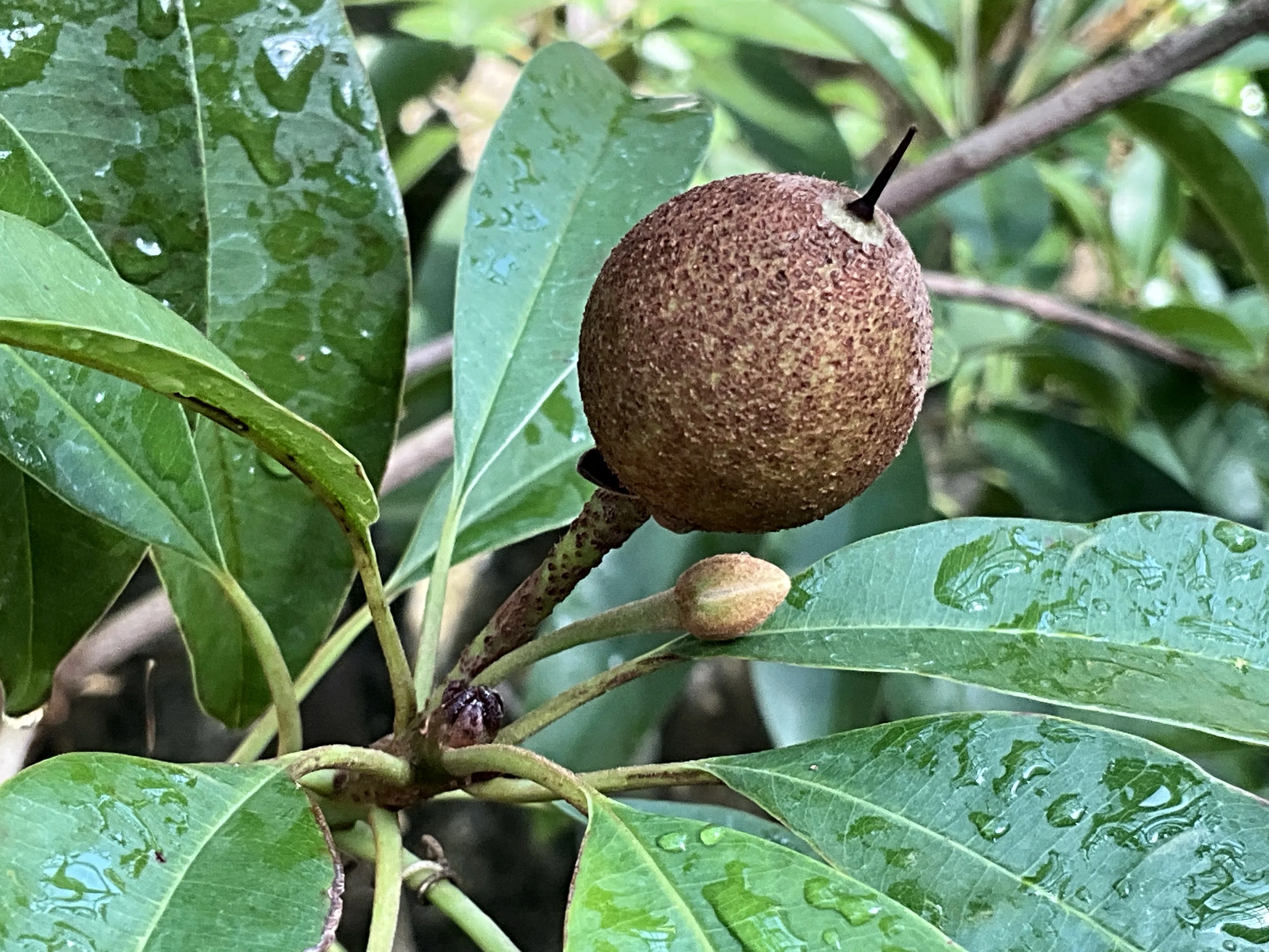 チューインガムの木」サポジラ（京都府立植物園）：2026年2月19日（木