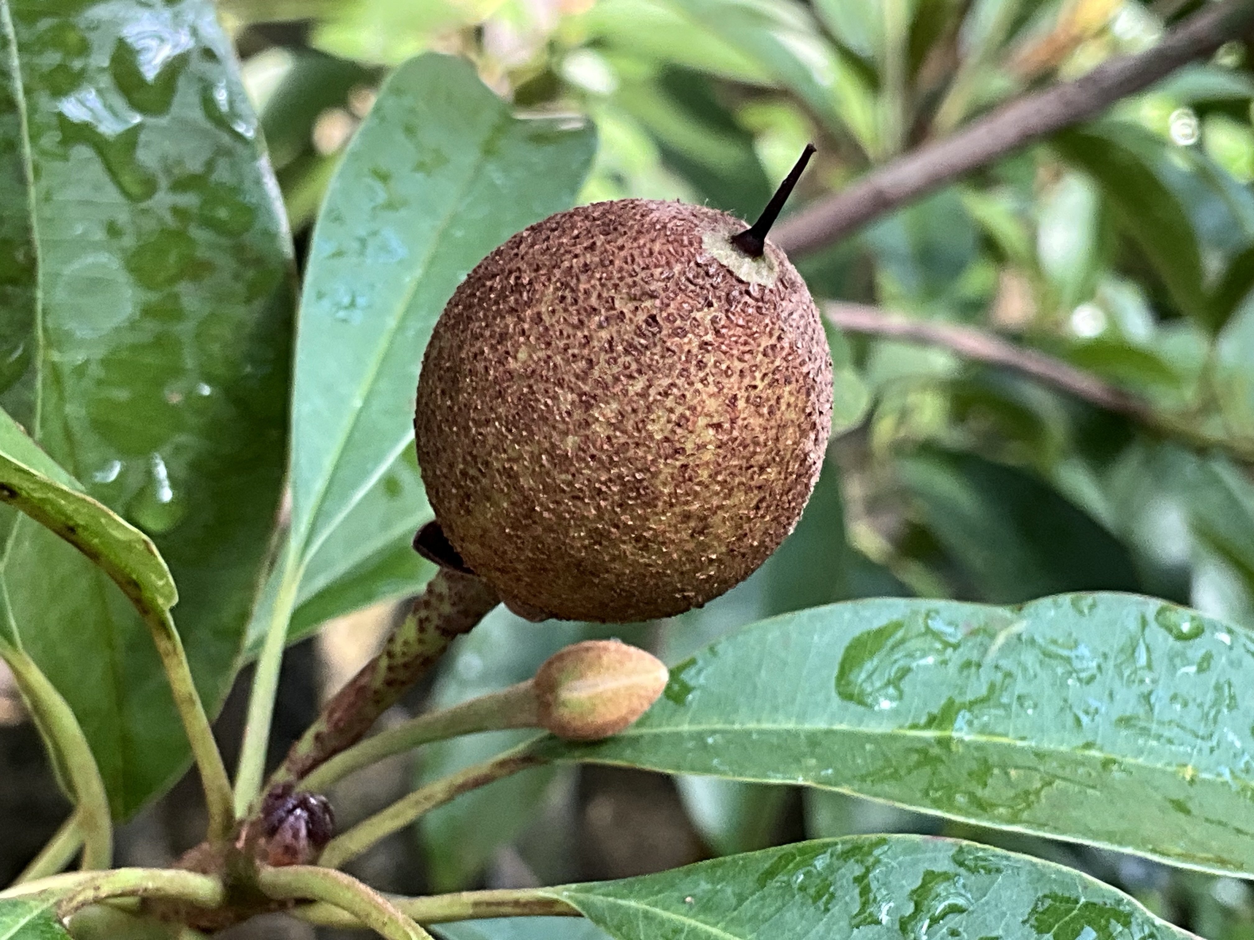 サポジラ チューインガムの木 チューインガムの木」サポジラ（京都府立植物園）：2026年2月19日（木