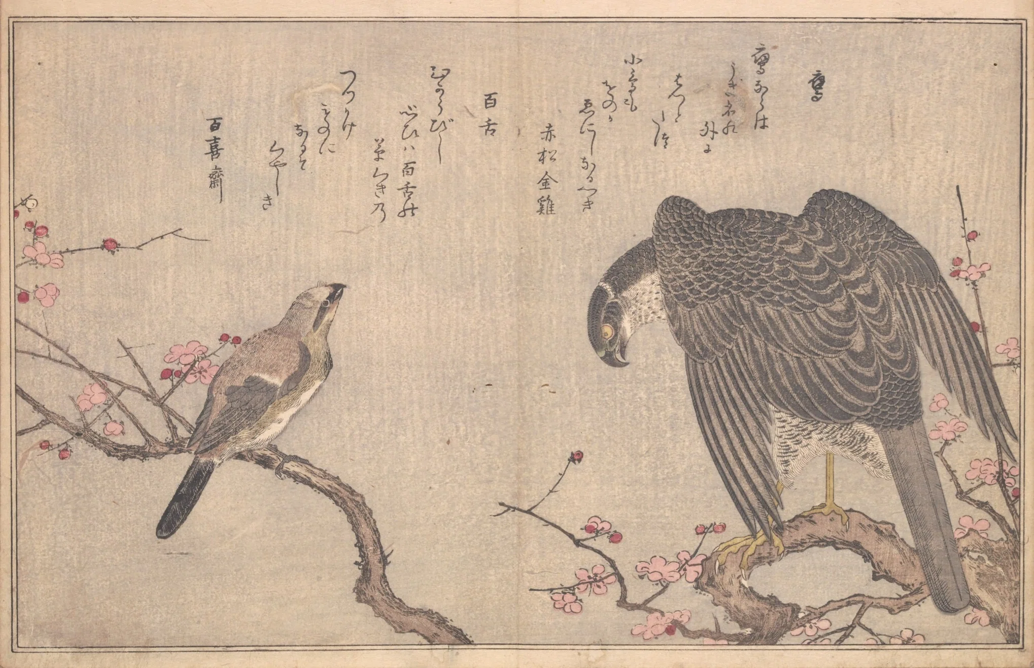 蔦屋重三郎×喜多川歌麿】絵本百千鳥（1）鷹×百舌・燕×雉子・鶉×雲雀