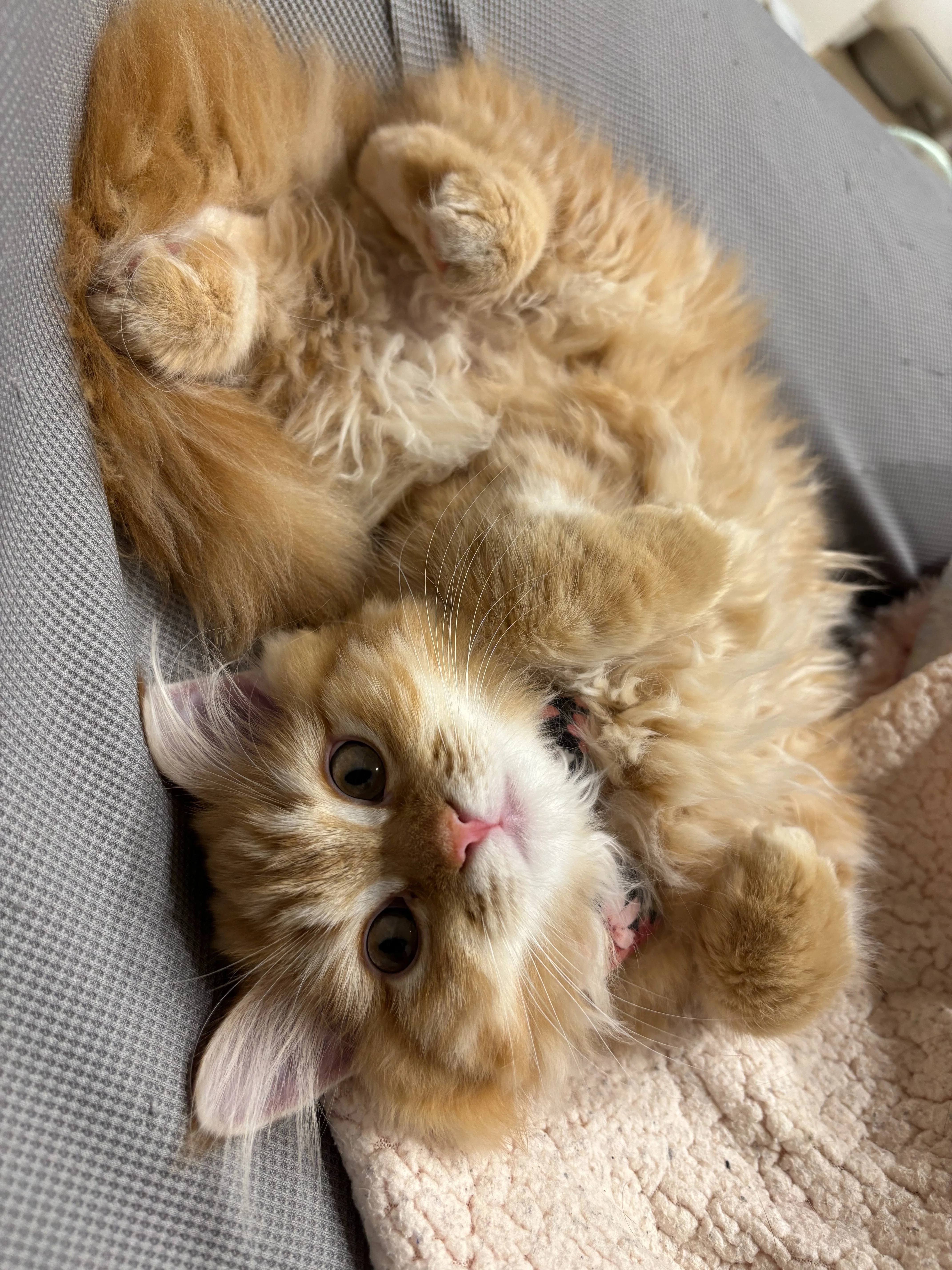 新入り猫ちゃぴがきてから1ヶ月経過！最近の様子｜tyu.pe_fuwaneko🐈愛