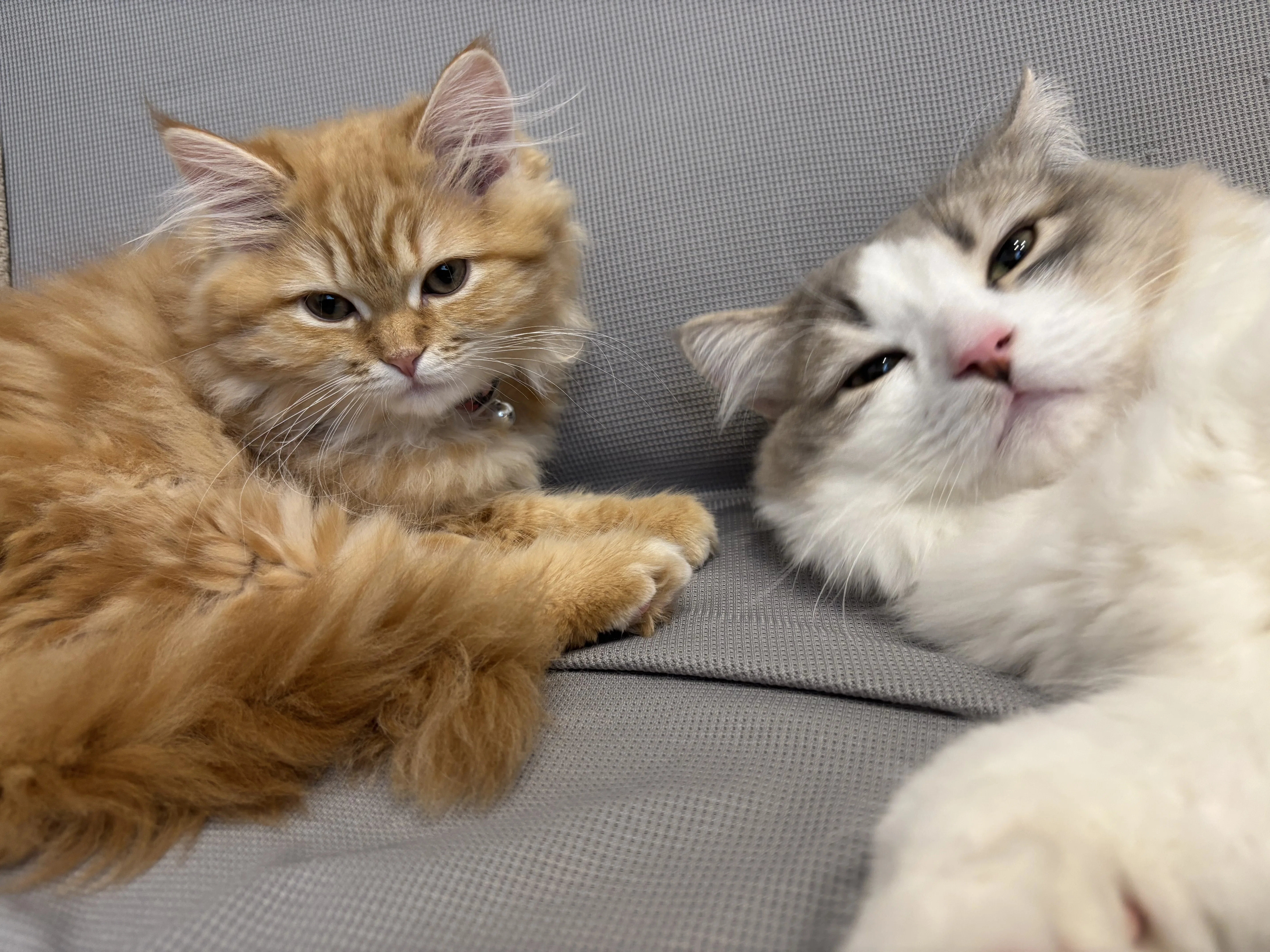 新入り猫ちゃぴがきてから1ヶ月経過！最近の様子｜tyu.pe_fuwaneko🐈愛