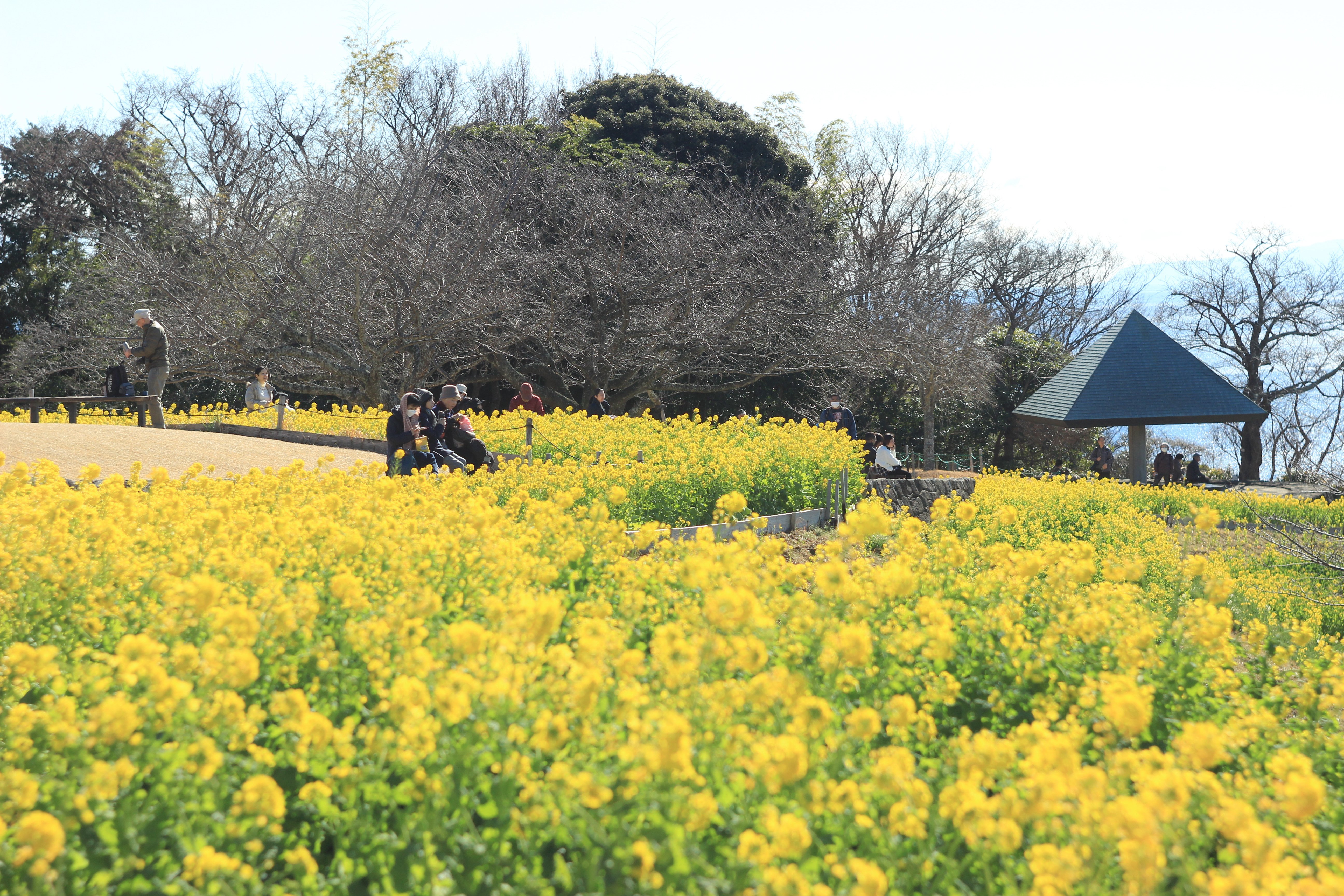 一足早く、特別な春に出会う〜【吾妻山公園】菜の花（2026.1.23）｜こころ