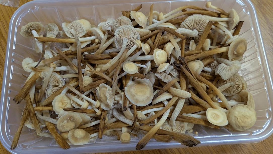 冬だけキノコ:ゆきのした‼北海道産！エノキ原種はエノキより美味しい