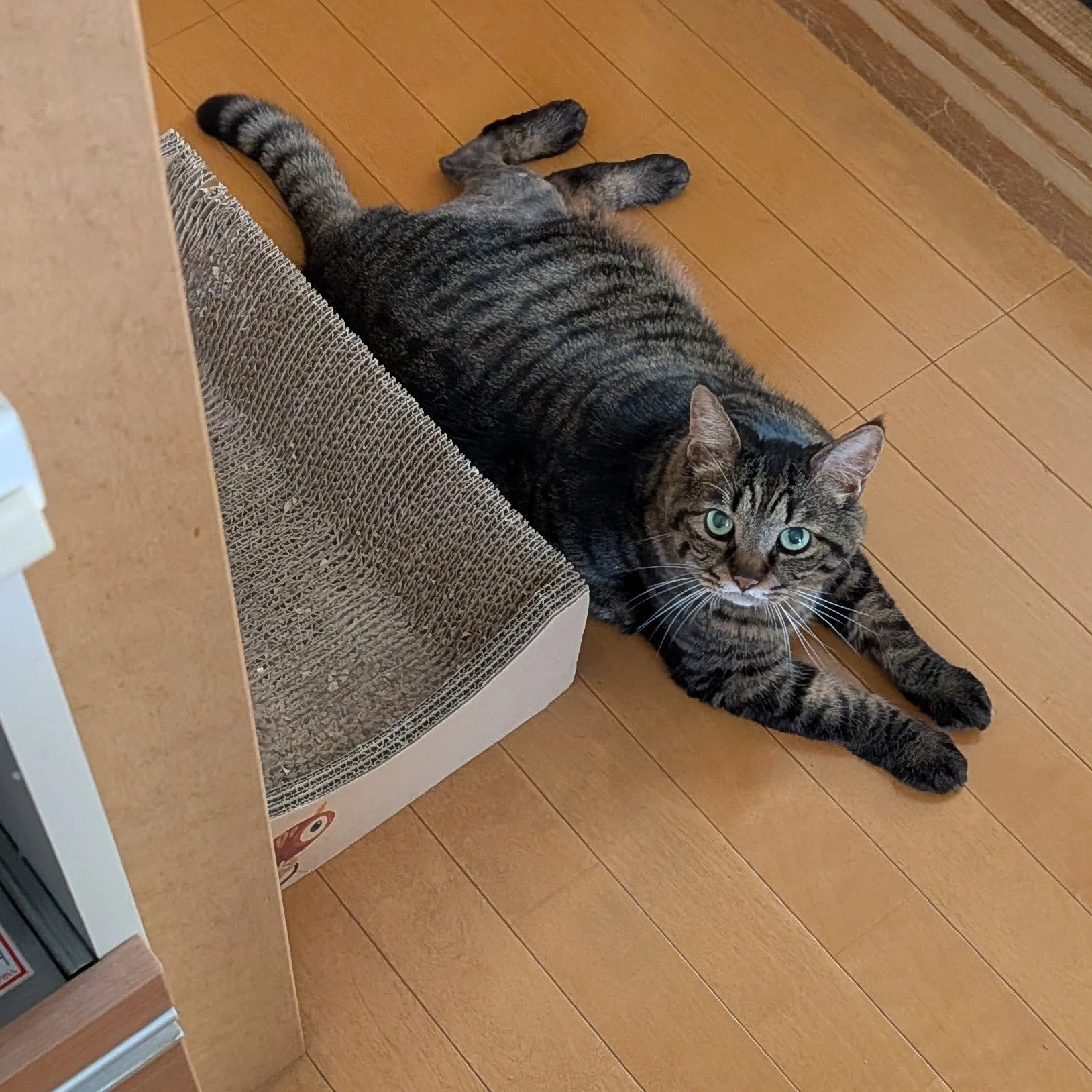愛猫の前十字靭帯断裂～術後から4週目の診察まで～｜田中潤子