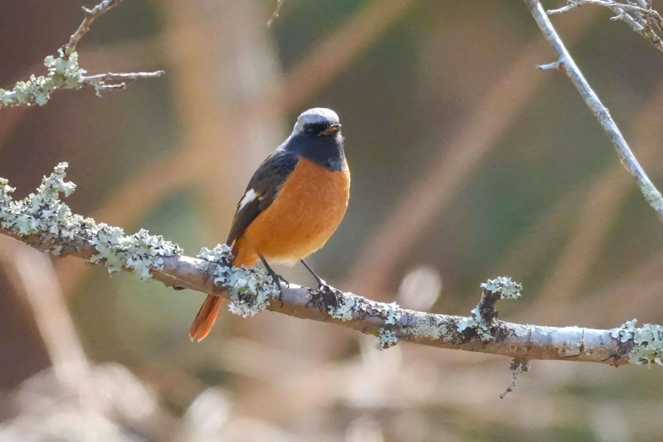 お山の公園の鳥さん達｜Miya