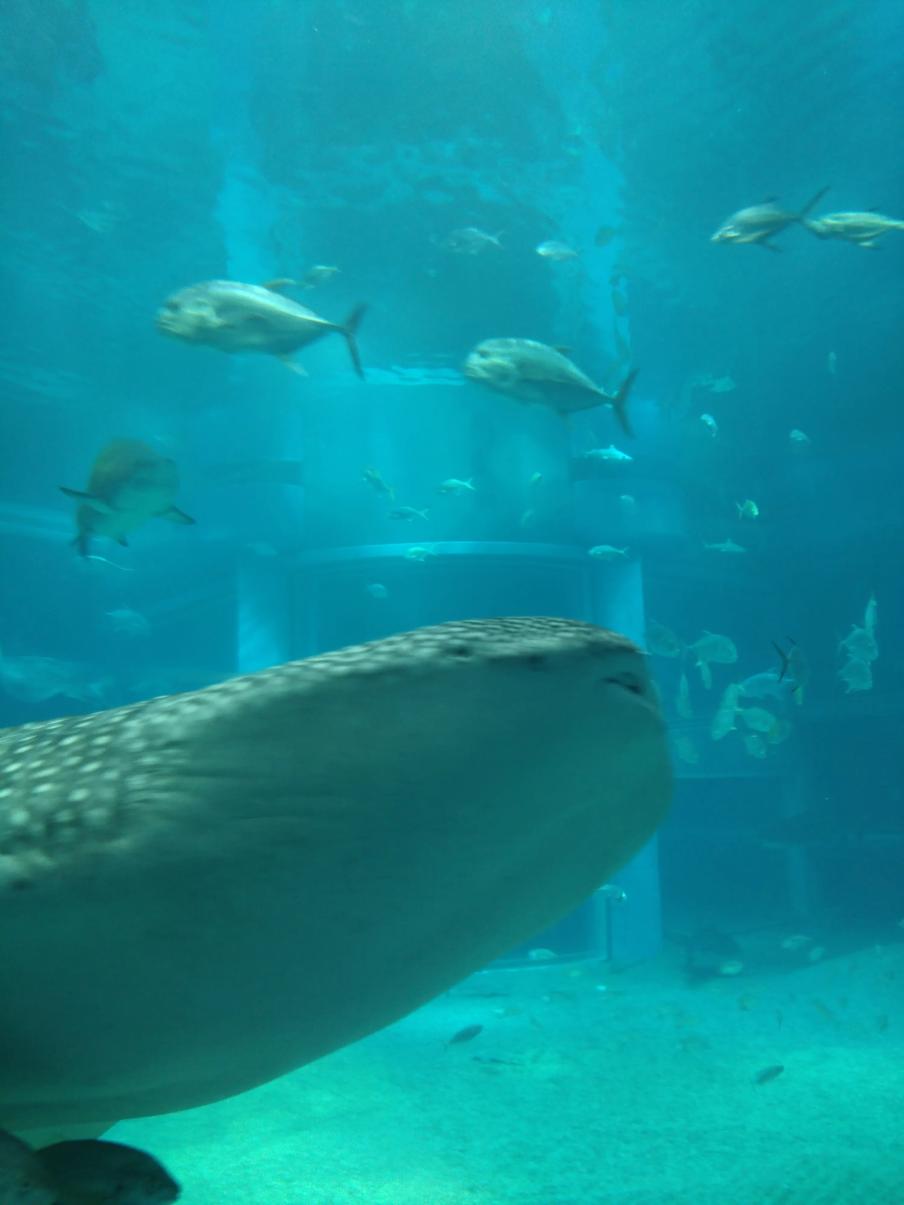 最初の高揚感は、再点火すればイイ。海遊館から学ぶ「1年の過ごし方