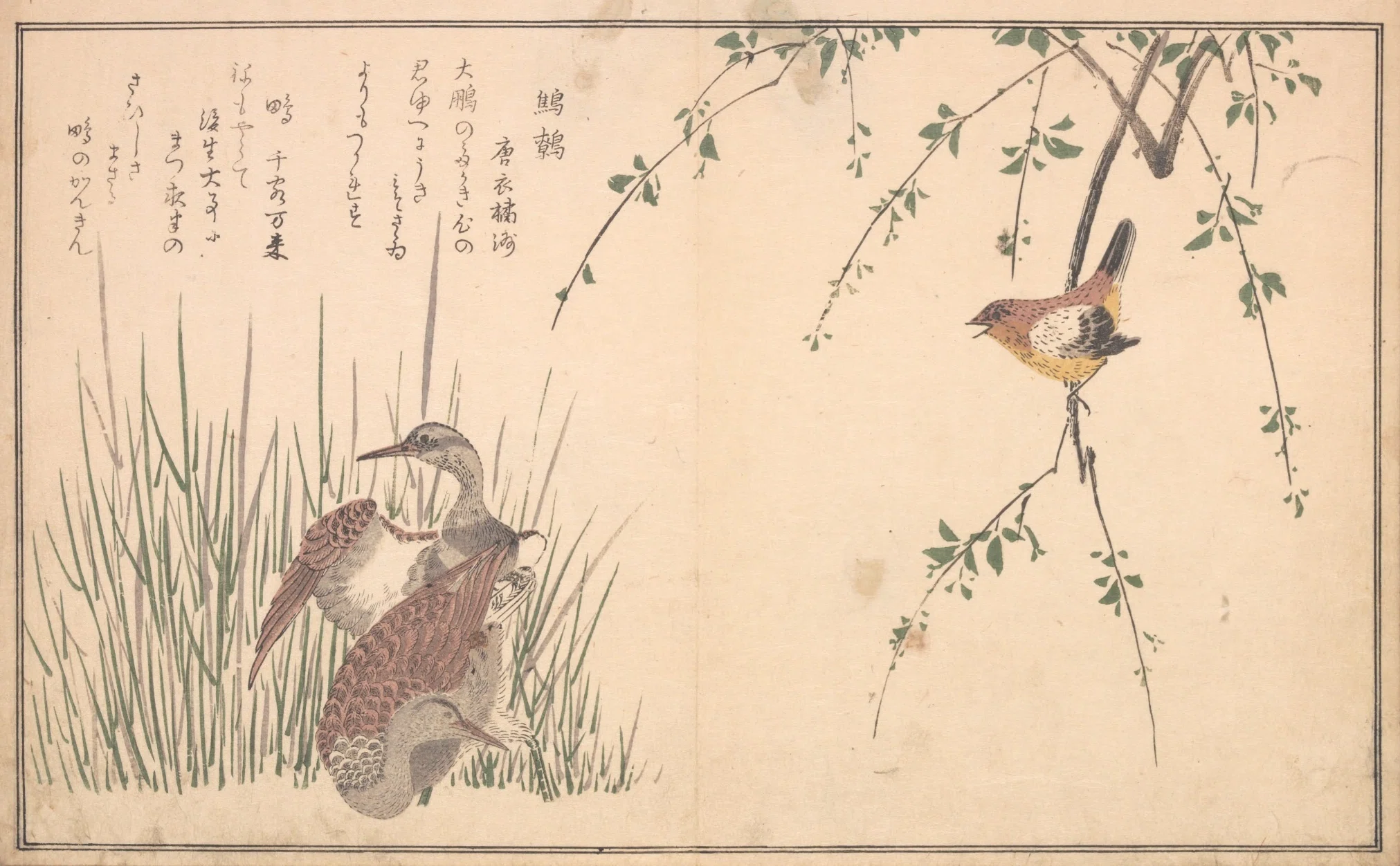 蔦屋重三郎×喜多川歌麿】絵本百千鳥（2）木兎×鷽・かし鳥×鴟鶉・鵜×鷺