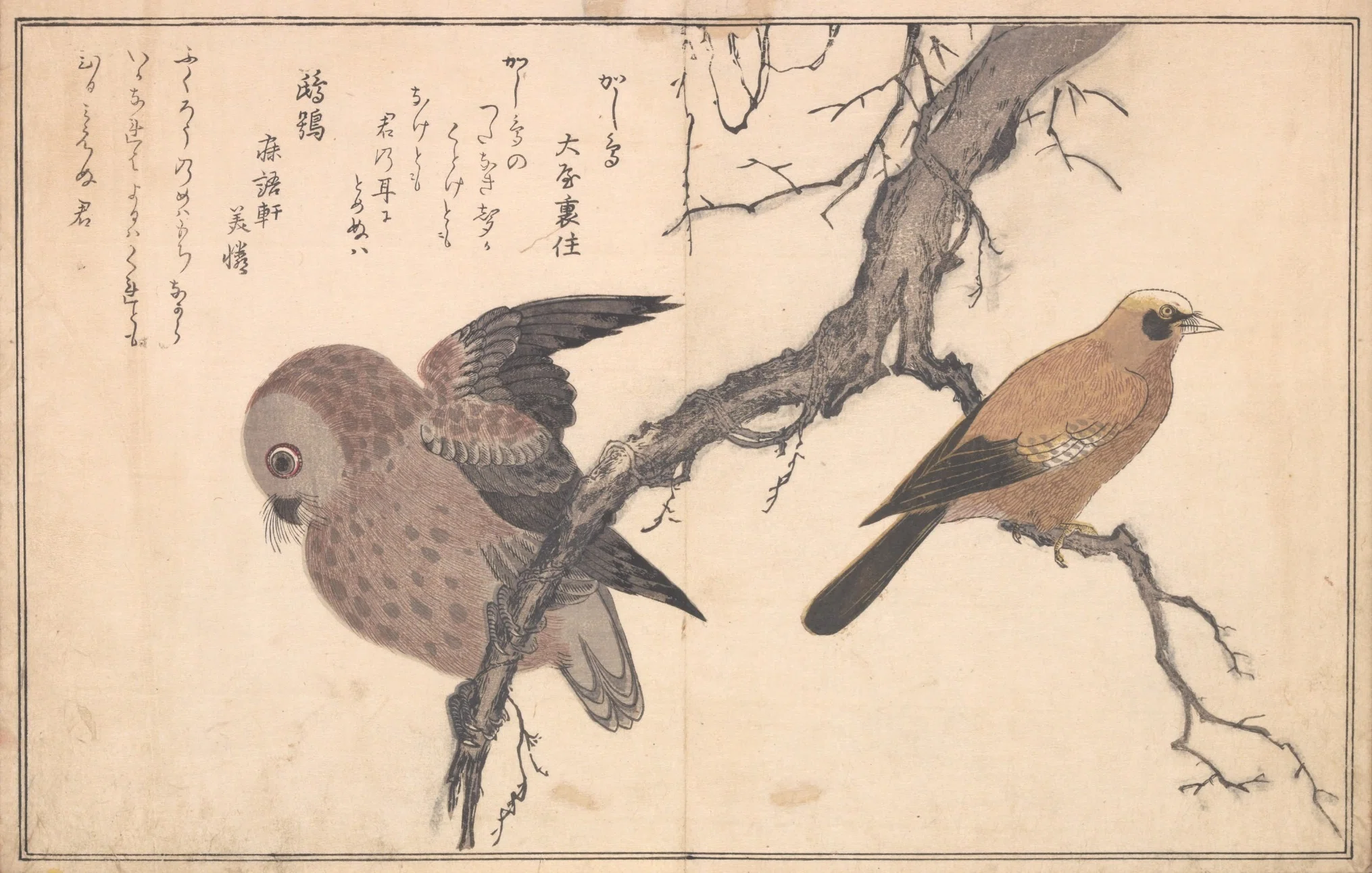 蔦屋重三郎×喜多川歌麿】絵本百千鳥（2）木兎×鷽・かし鳥×鴟鶉・鵜×鷺